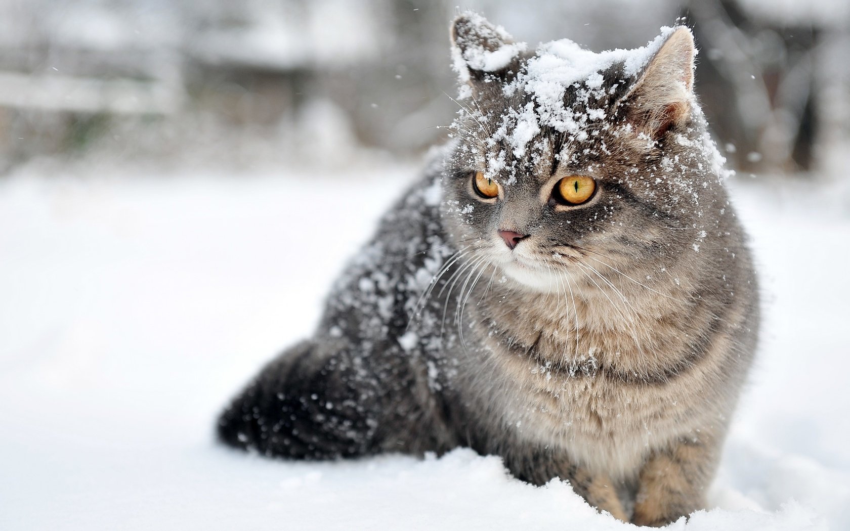 Обои глаза, снег, зима, кот, усы, кошка, взгляд, eyes, snow, winter, cat, mustache, look разрешение 2880x1800 Загрузить