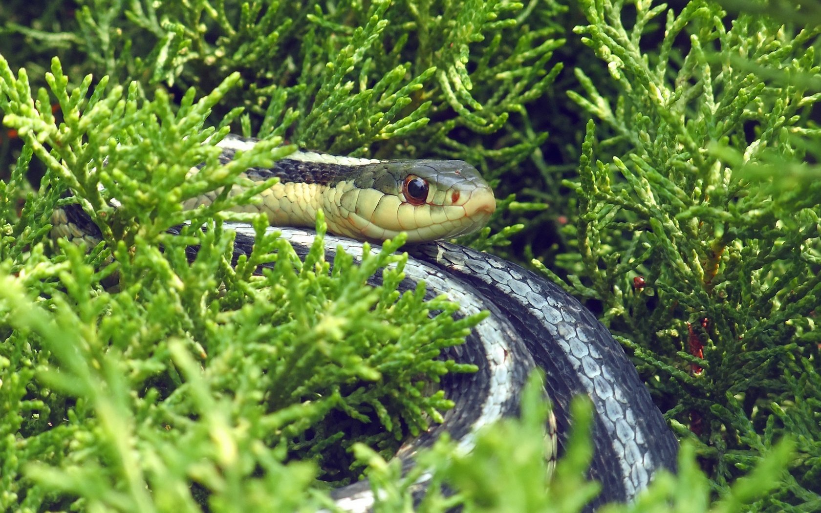 Обои трава, природа, змея, рептилия, пресмыкающееся, grass, nature, snake, reptile разрешение 1920x1080 Загрузить