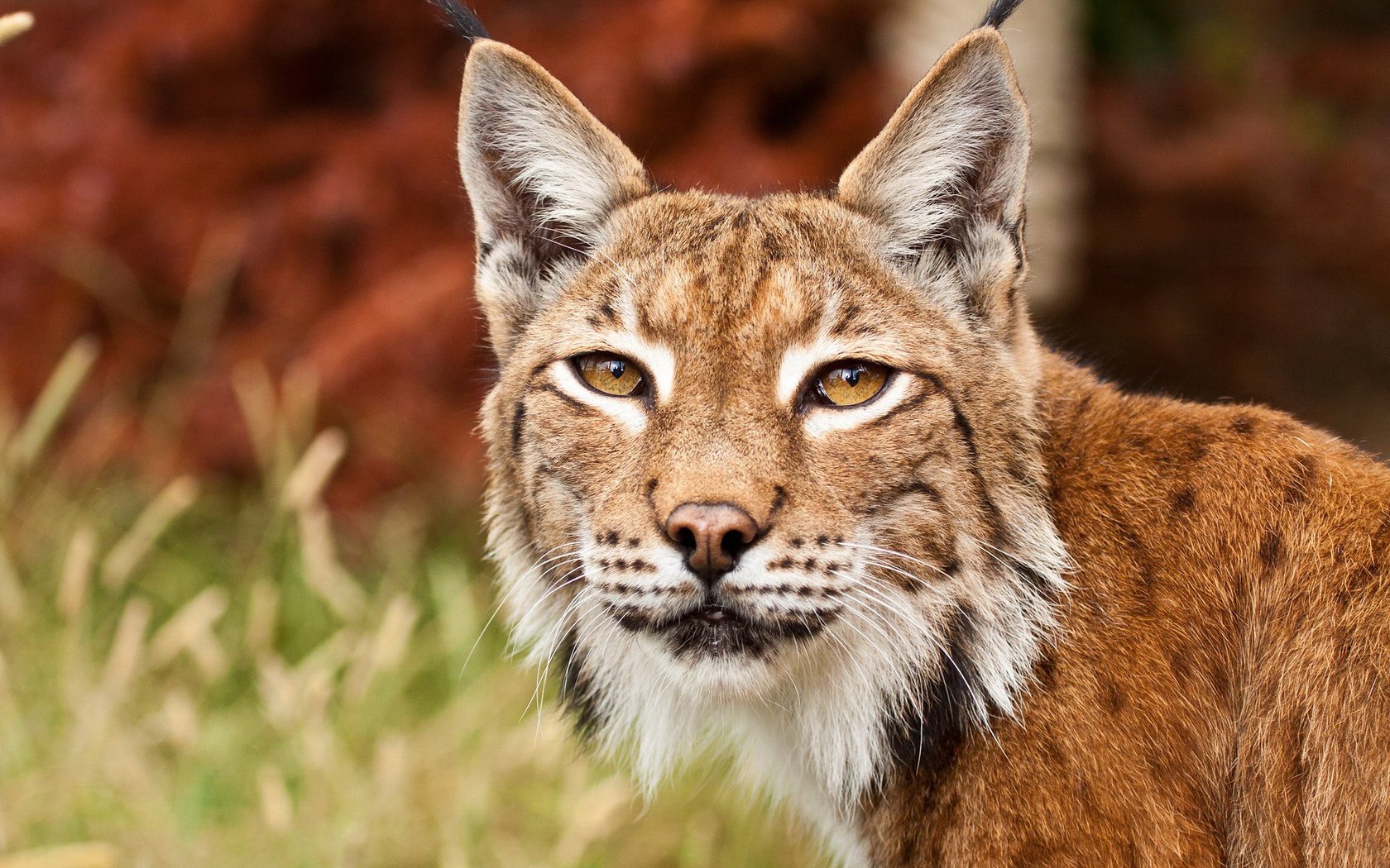 Обои глаза, рысь, взгляд, хищник, дикая кошка, eyes, lynx, look, predator, wild cat разрешение 1920x1200 Загрузить