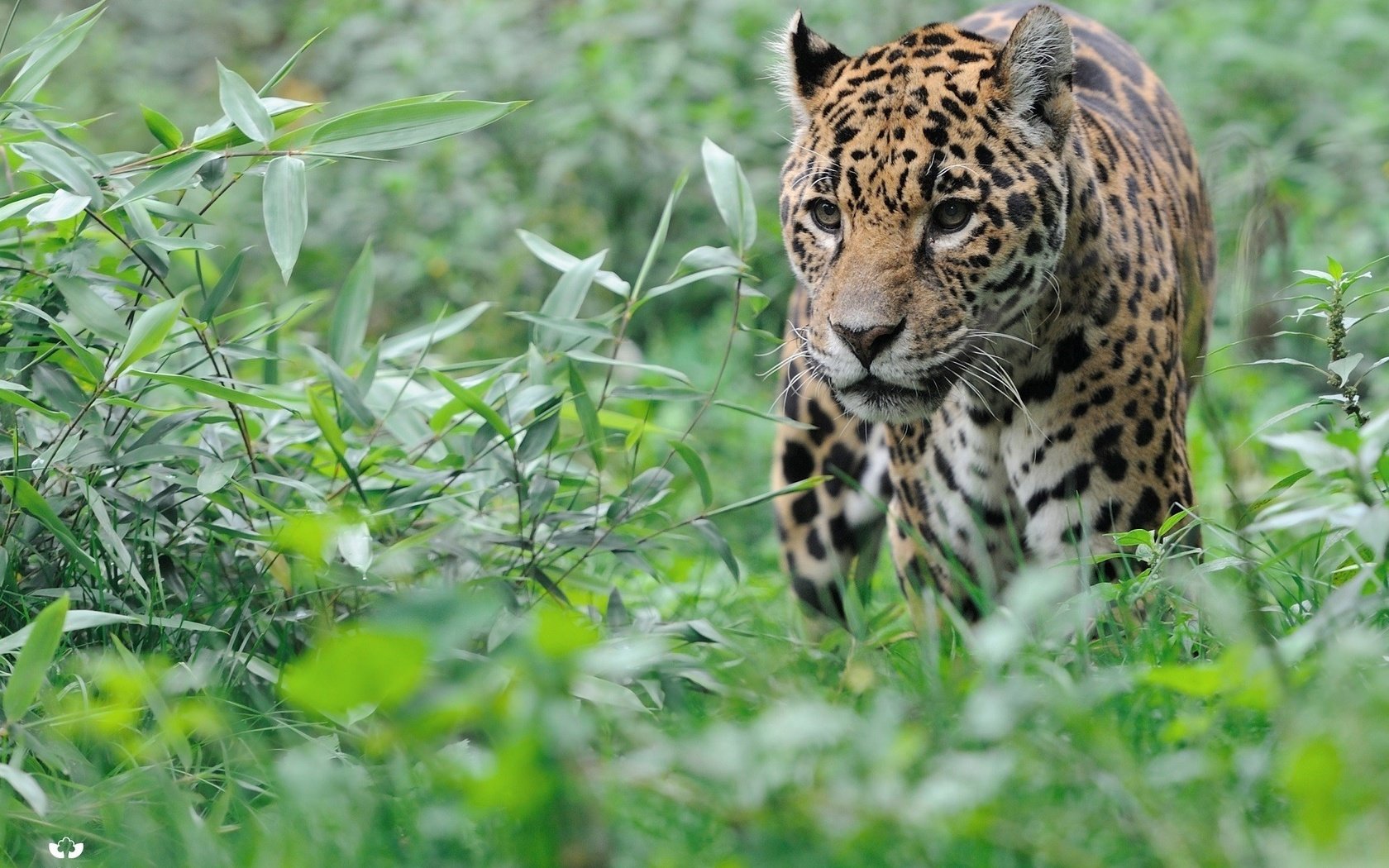 Обои трава, животные, кусты, леопард, большая кошка, большая кошкка, grass, animals, the bushes, leopard, big cat, big koshka разрешение 1920x1255 Загрузить