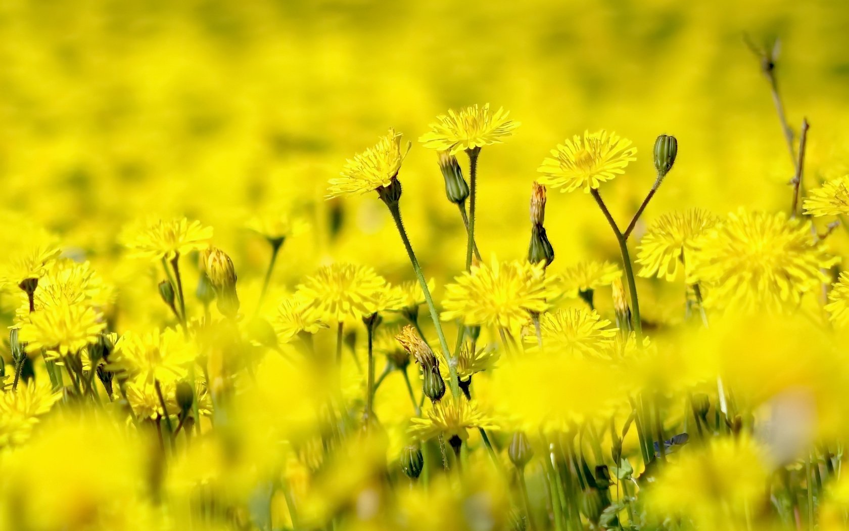Обои цветы, природа, лето, желтые, полевые цветы, flowers, nature, summer, yellow, wildflowers разрешение 2560x1731 Загрузить