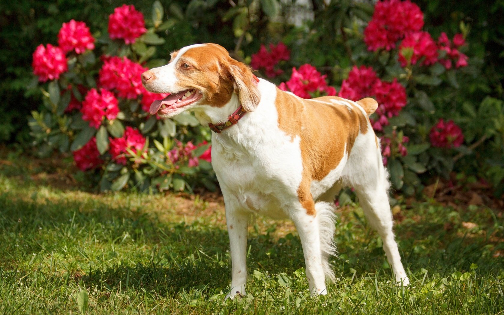 Обои цветы, трава, взгляд, собака, ошейник, лужайка, flowers, grass, look, dog, collar, lawn разрешение 2048x1365 Загрузить