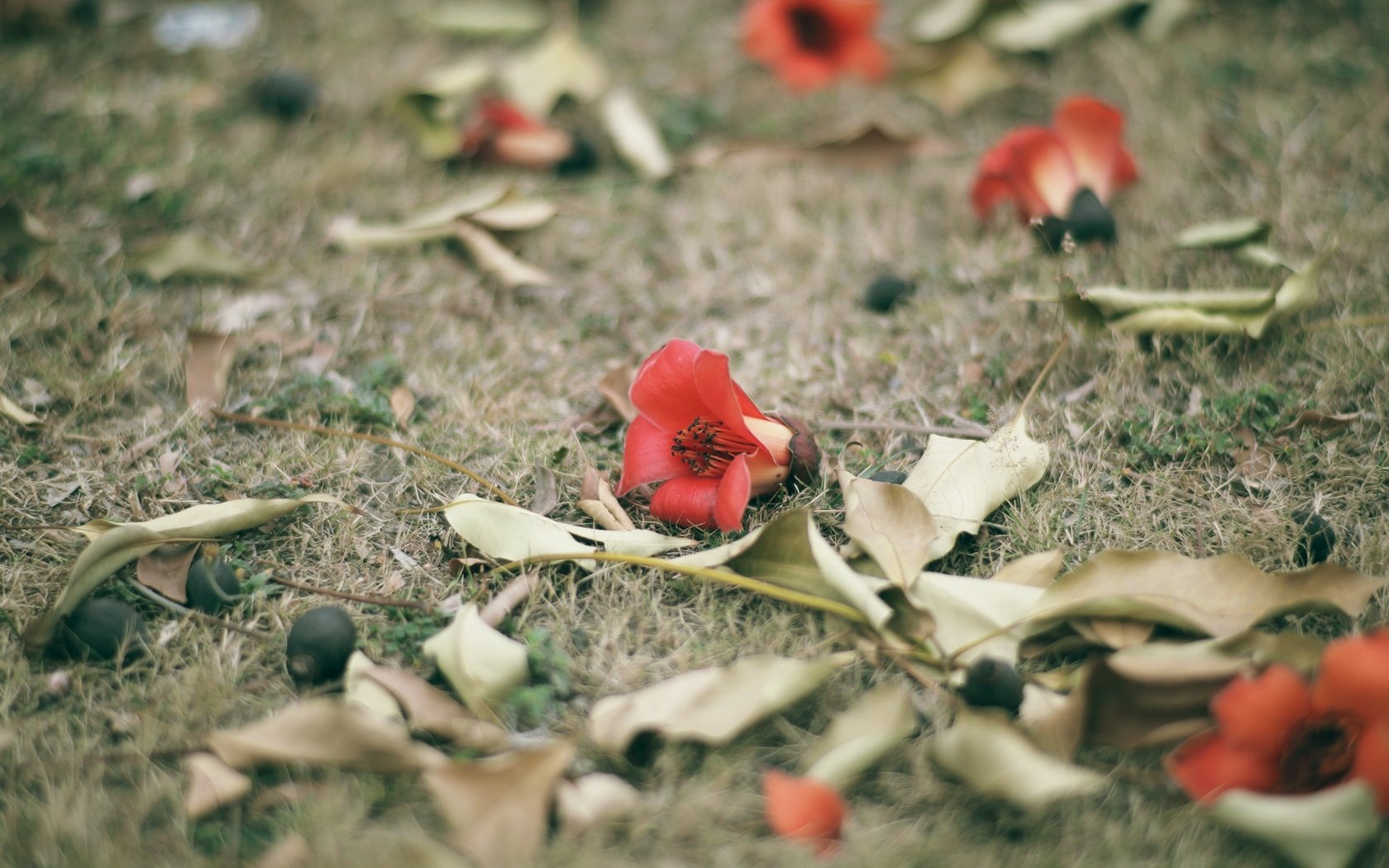 Обои цветы, трава, листья, лепестки, красные, flowers, grass, leaves, petals, red разрешение 2048x1365 Загрузить