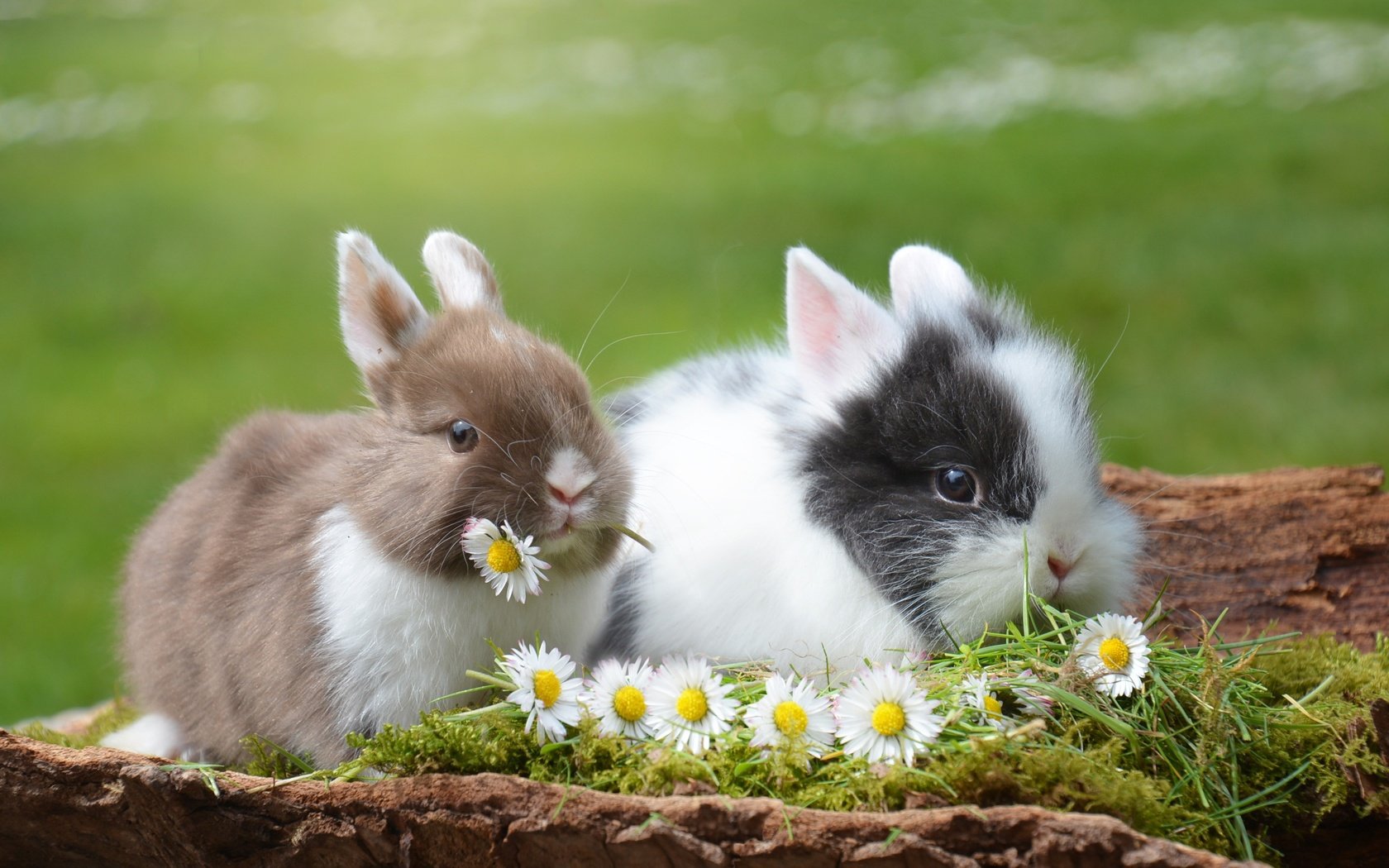 Обои цветы, трава, природа, животные, ромашки, кролик, кролики, flowers, grass, nature, animals, chamomile, rabbit, rabbits разрешение 2992x2000 Загрузить