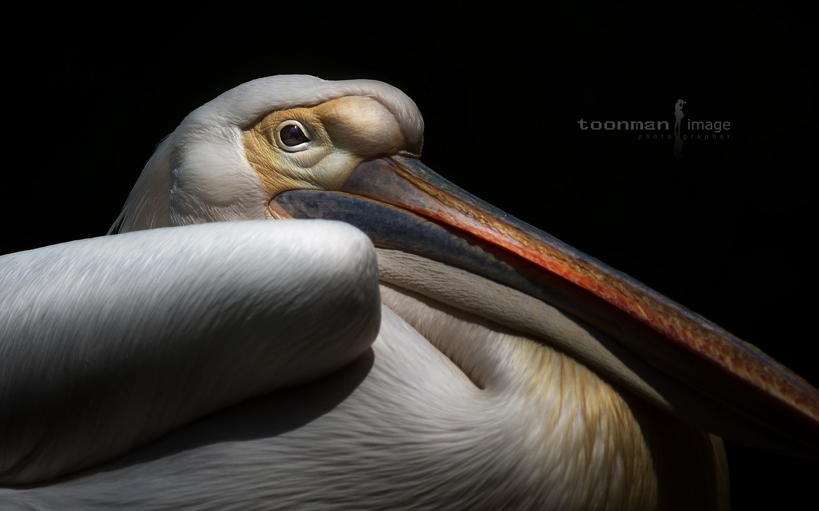 Обои фон, птица, клюв, черный фон, пеликан, background, bird, beak, black background, pelican разрешение 2048x1367 Загрузить