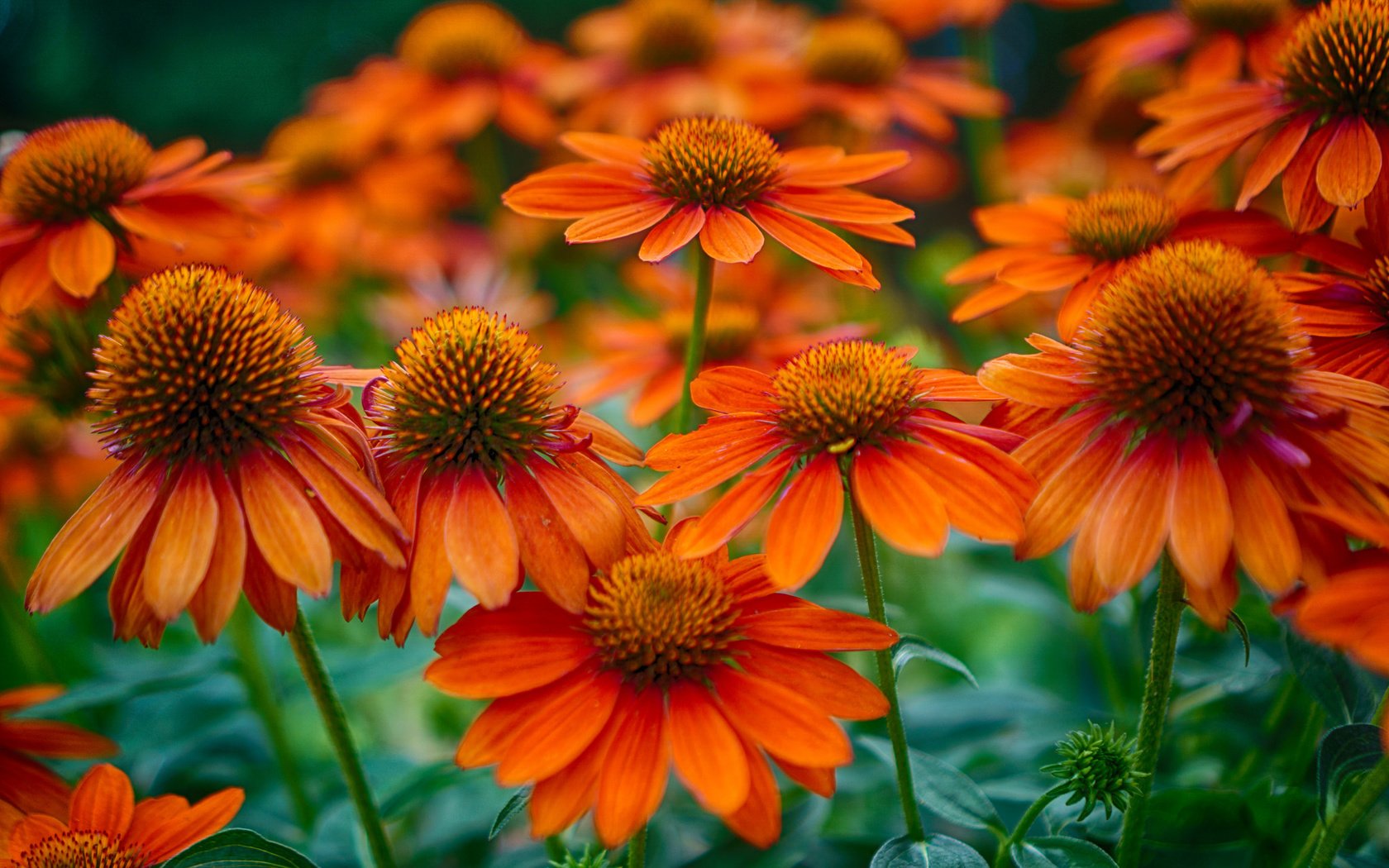 Обои цветы, поле, лепестки, стебель, эхинацея, flowers, field, petals, stem, echinacea разрешение 2048x1358 Загрузить