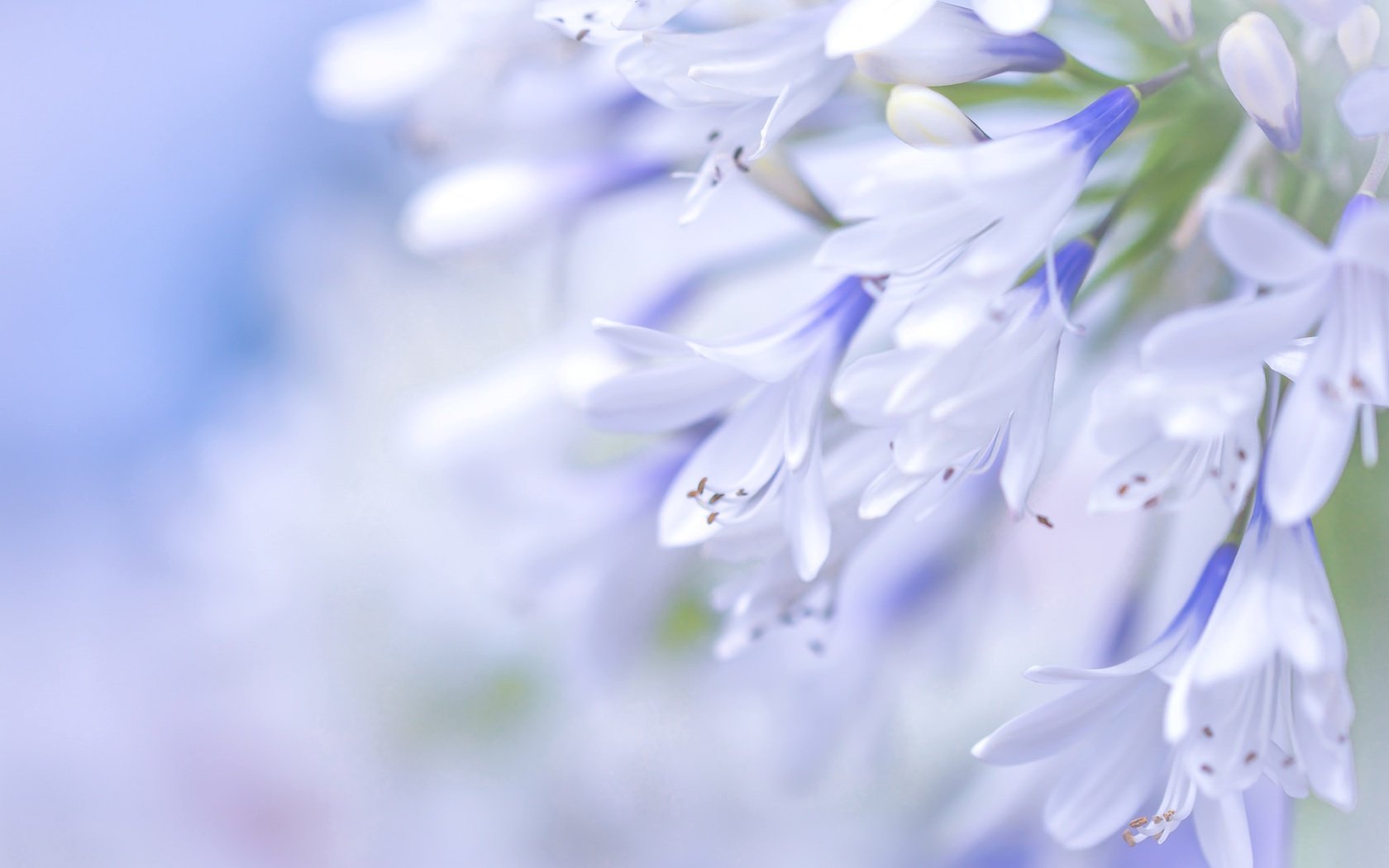 Обои цветы, макро, голубой, агапантус, flowers, macro, blue, agapanthus разрешение 2048x1365 Загрузить