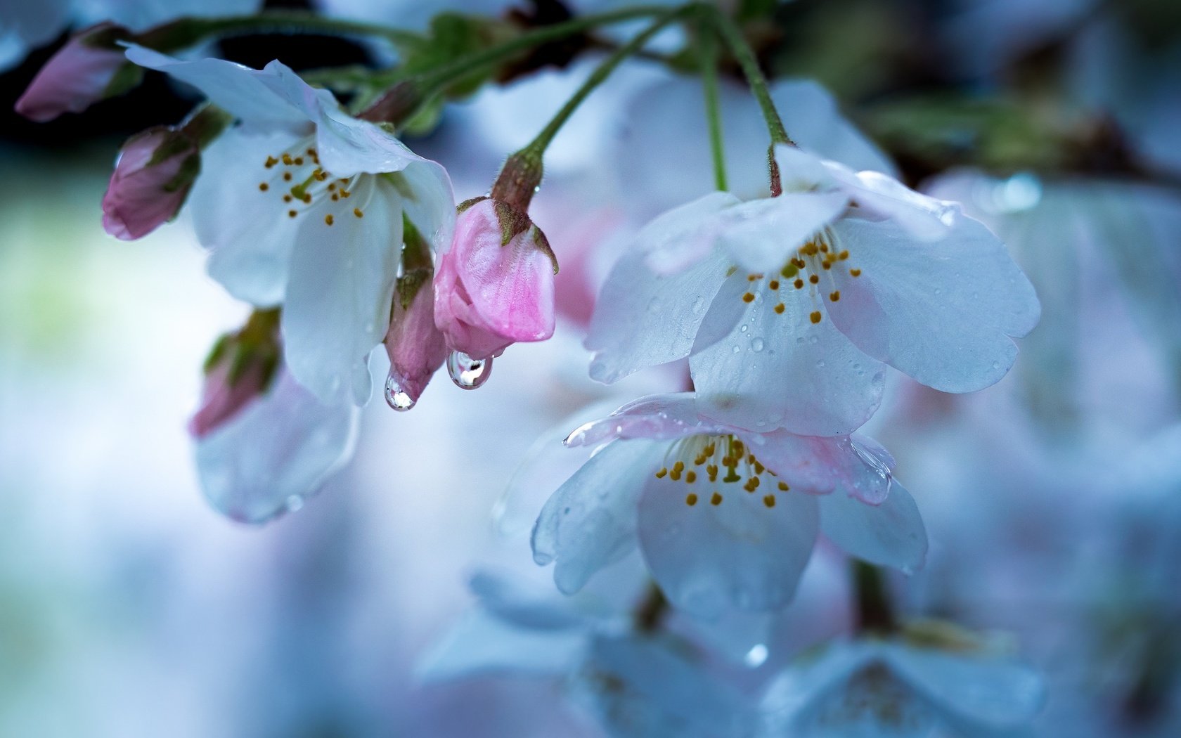 Обои цветение, макро, капли, весна, вишня, flowering, macro, drops, spring, cherry разрешение 2048x1280 Загрузить