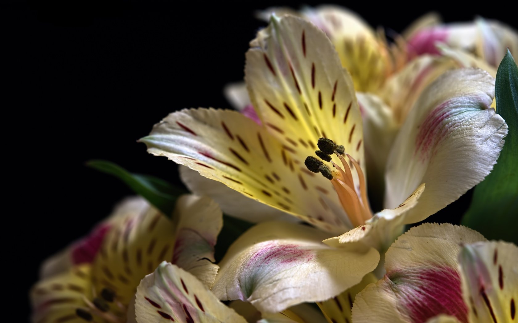 Обои цветы, макро, лепестки, черный фон, альстромерия, flowers, macro, petals, black background, alstroemeria разрешение 3600x2363 Загрузить