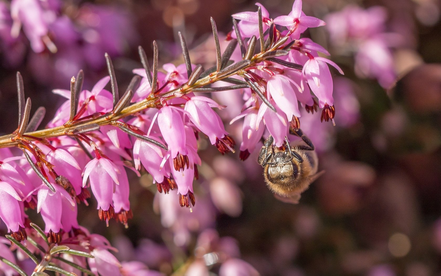 Обои цветы, макро, насекомое, пчела, вереск, flowers, macro, insect, bee, heather разрешение 2048x1378 Загрузить