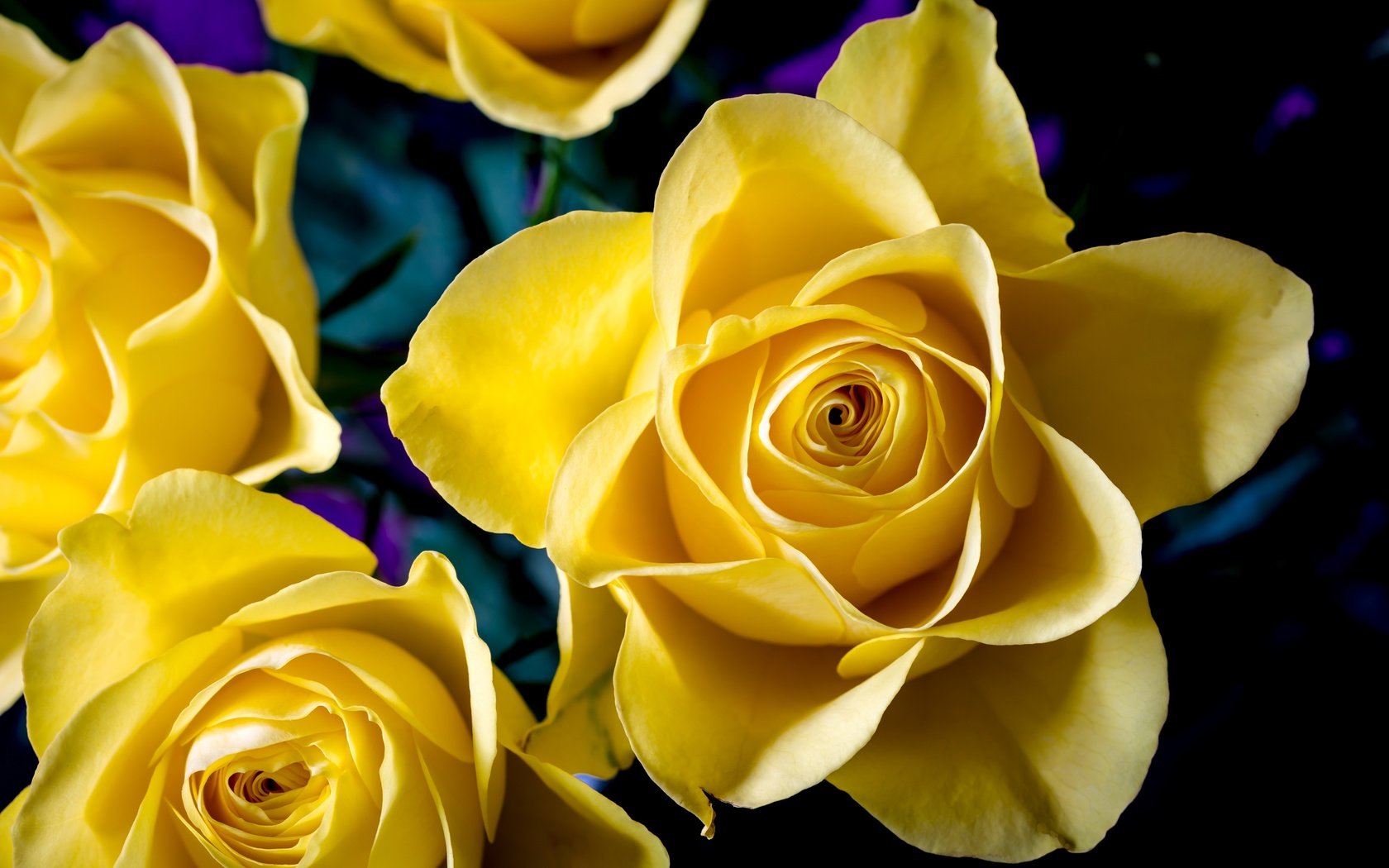 Обои цветы, макро, розы, лепестки, желтые, flowers, macro, roses, petals, yellow разрешение 3000x2000 Загрузить