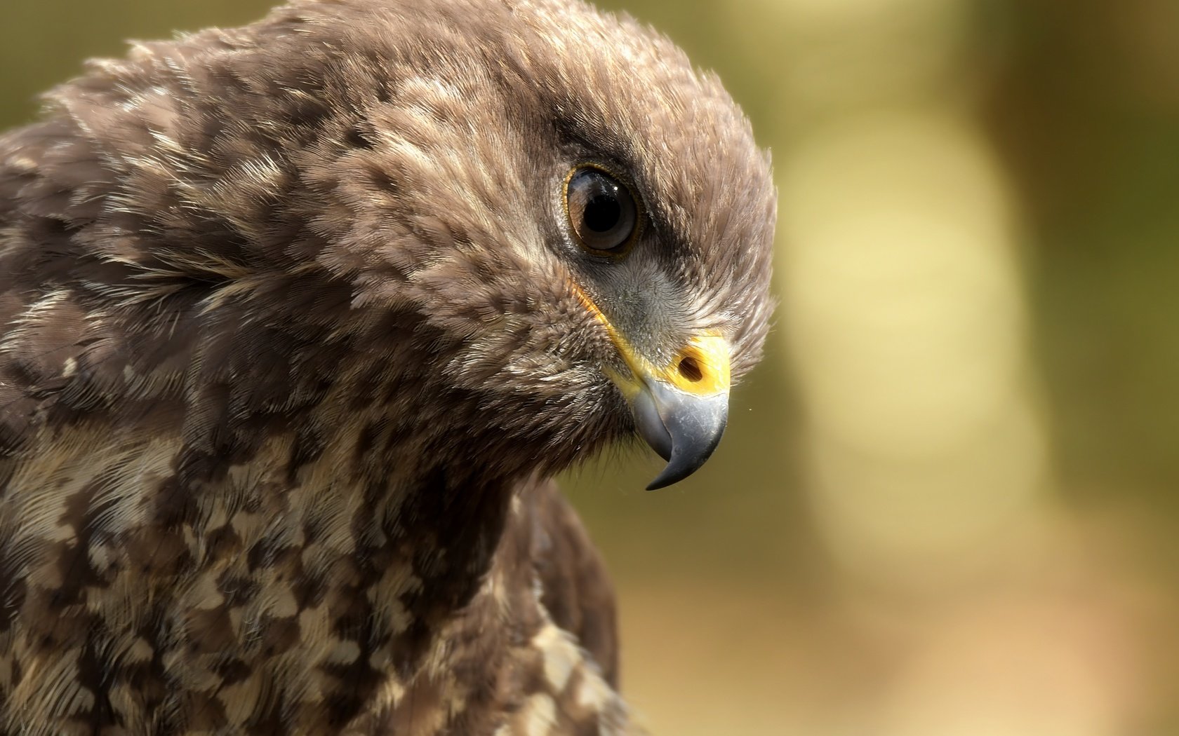 Обои орел, птица, клюв, перья, eagle, bird, beak, feathers разрешение 5568x3712 Загрузить