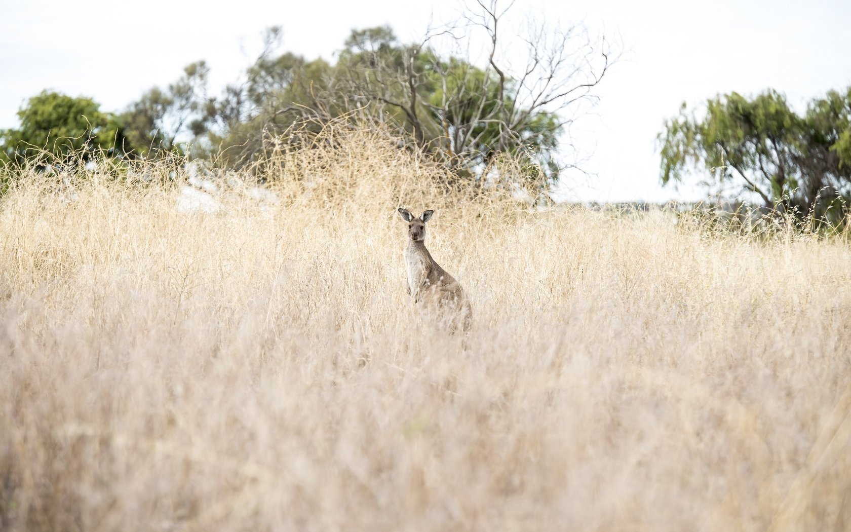 Обои природа, животное, австралия, кенгуру, nature, animal, australia, kangaroo разрешение 2048x1371 Загрузить