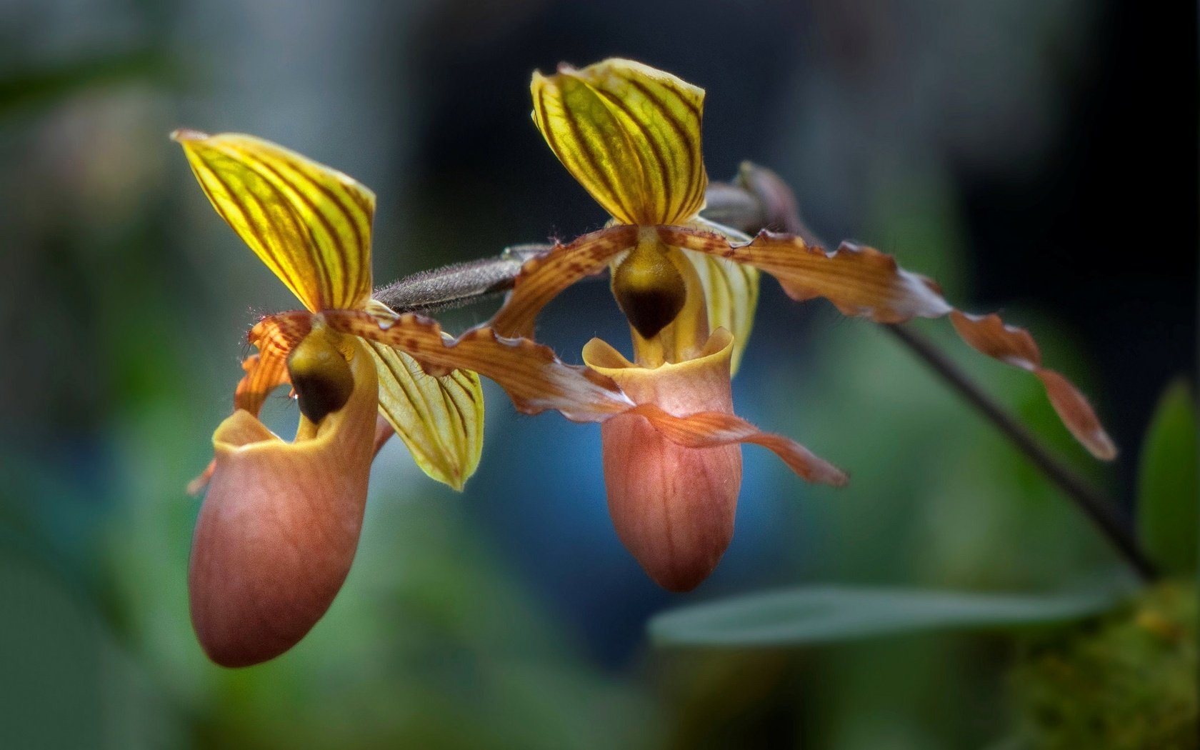 Обои природа, макро, лепестки, экзотика, орхидея, пафиопедилум, nature, macro, petals, exotic, orchid, paphiopedilum разрешение 2048x1360 Загрузить