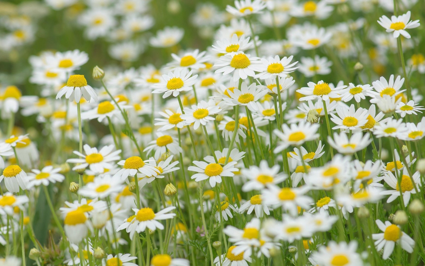 Обои цветы, природа, поле, луг, ромашки, flowers, nature, field, meadow, chamomile разрешение 2048x1360 Загрузить