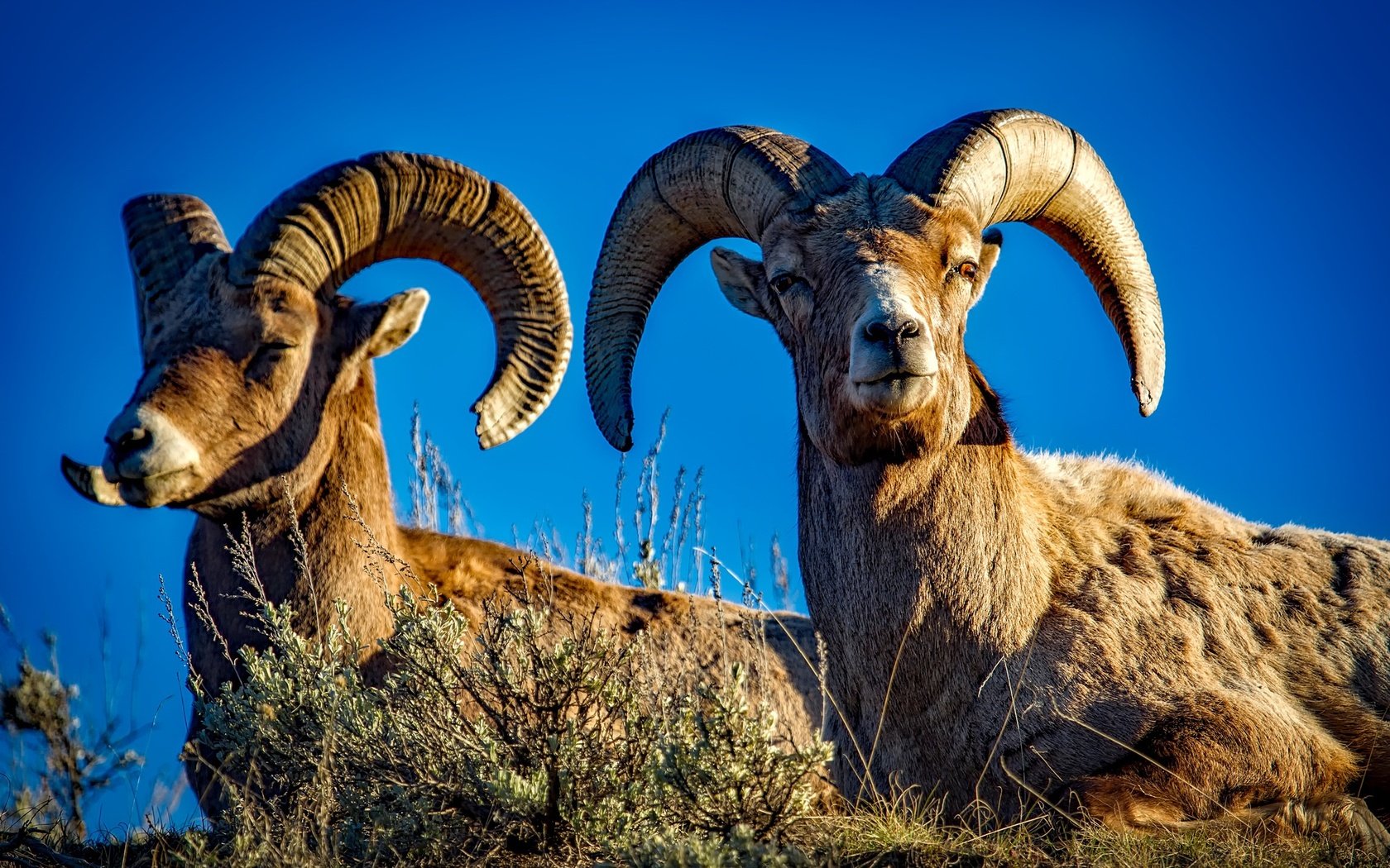 Обои природа, рога, бараны, nature, horns, sheep разрешение 2201x1467 Загрузить