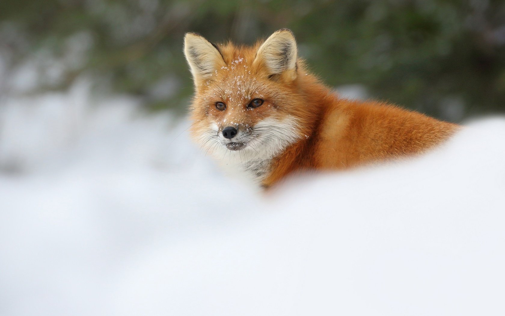 Обои снег, зима, лиса, лисица, snow, winter, fox разрешение 2048x1365 Загрузить