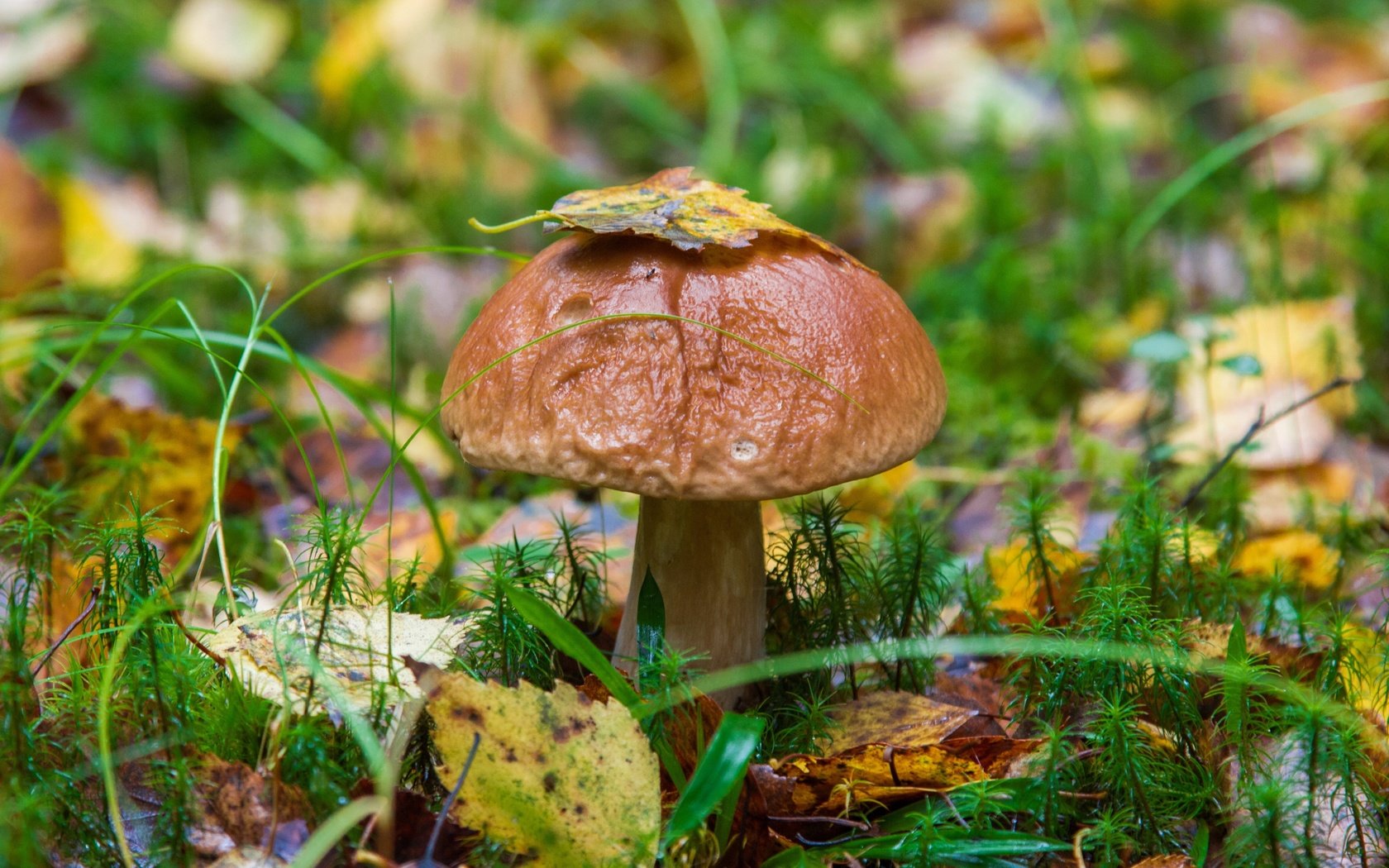 Обои трава, природа, листья, осень, гриб, grass, nature, leaves, autumn, mushroom разрешение 3000x2000 Загрузить