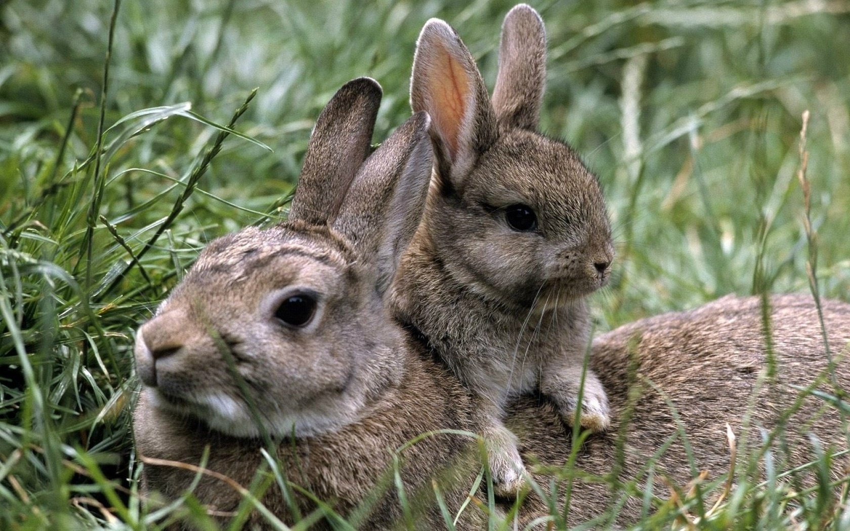 Обои трава, природа, лето, кролики, зайцы, grass, nature, summer, rabbits разрешение 1920x1285 Загрузить