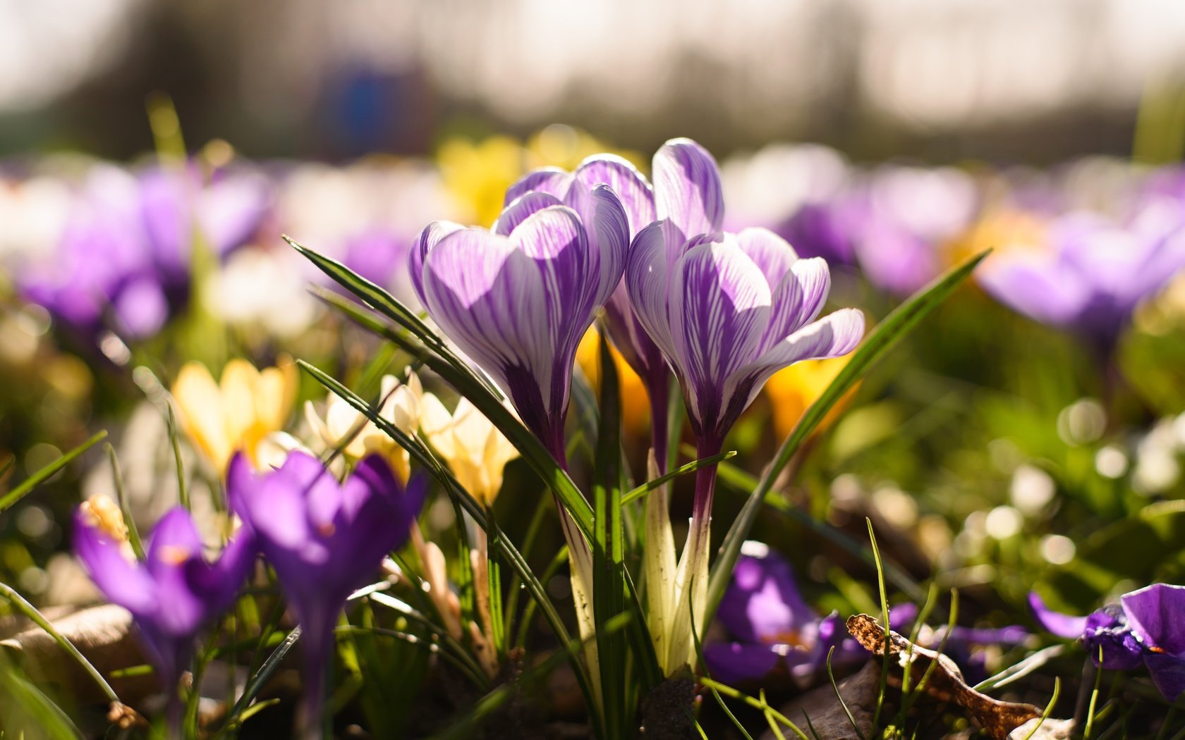 Обои цветы, весна, крокус, шафран, flowers, spring, krokus, saffron разрешение 6016x4016 Загрузить