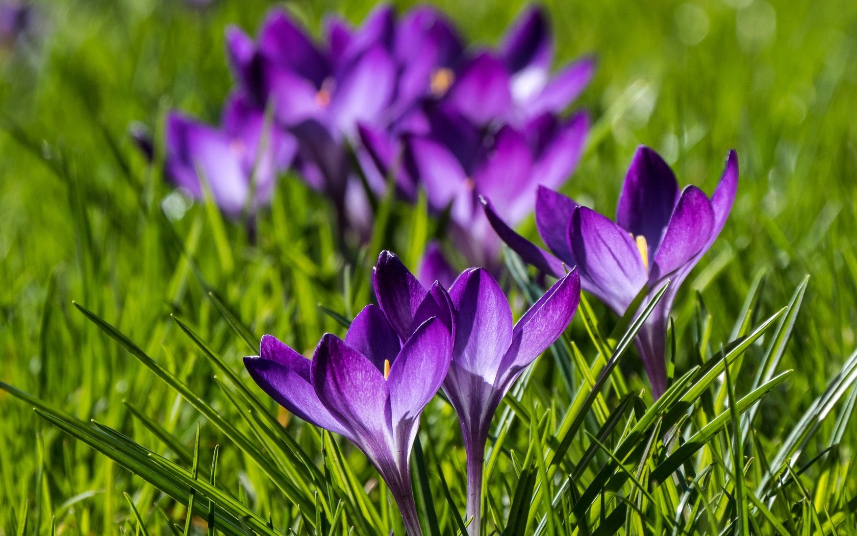 Обои цветы, весна, крокусы, боке, шафран, flowers, spring, crocuses, bokeh, saffron разрешение 2048x1536 Загрузить