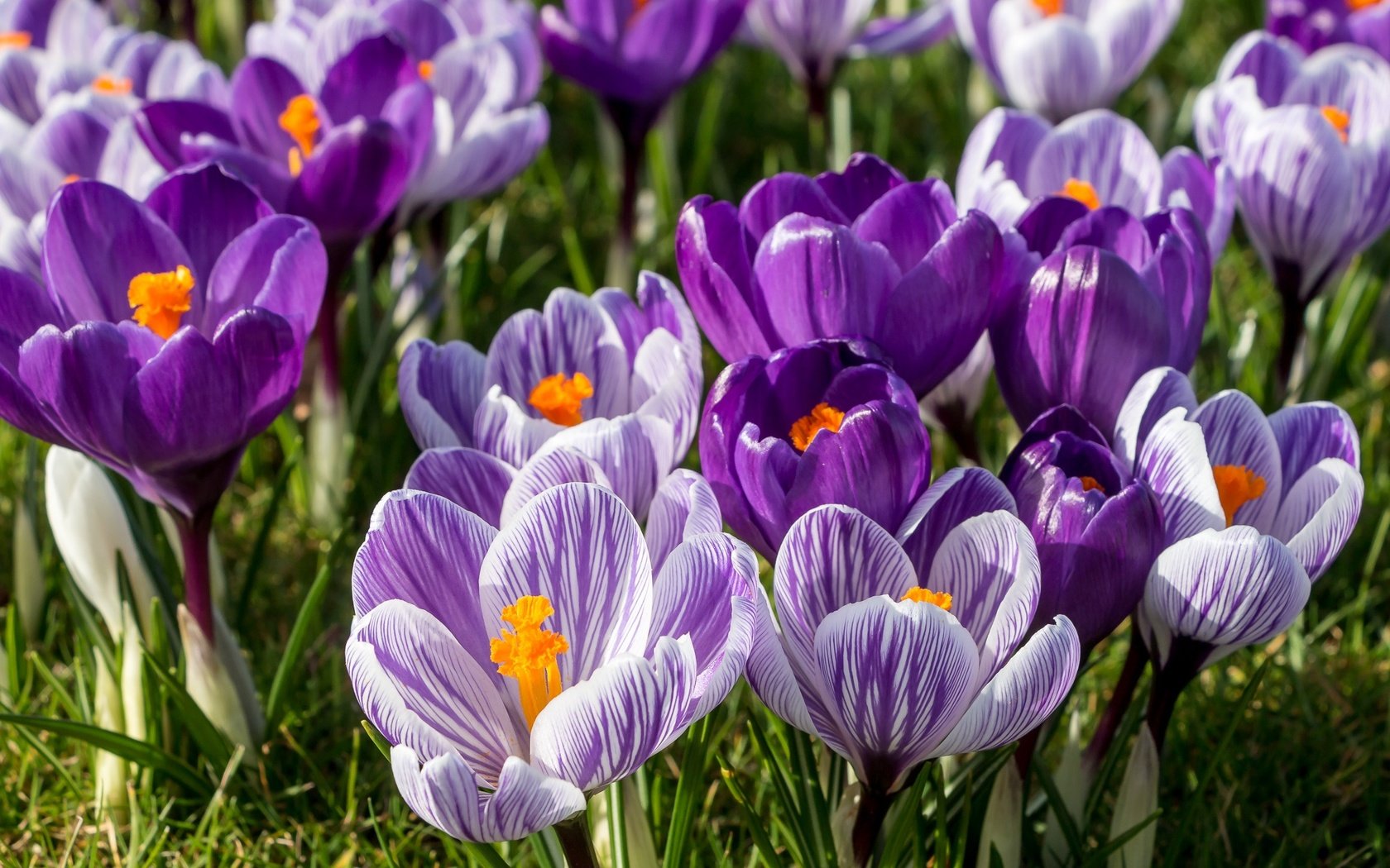 Обои цветы, весна, сиреневый, крокусы, шафран, flowers, spring, lilac, crocuses, saffron разрешение 2048x1361 Загрузить