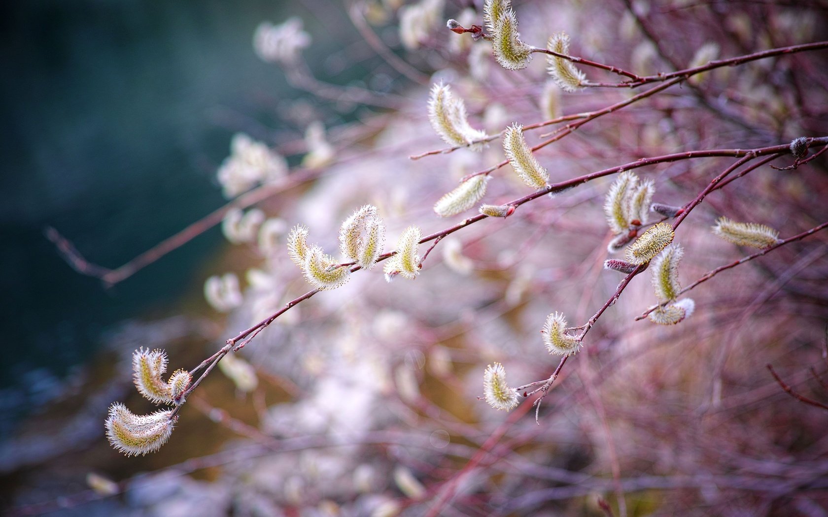 Обои ветка, природа, размытость, весна, верба, branch, nature, blur, spring, verba разрешение 4704x3136 Загрузить