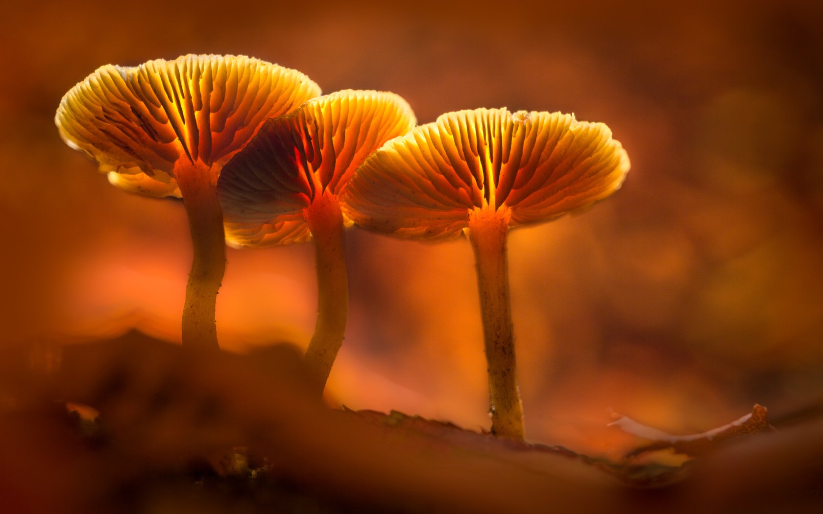 Обои свет, грибы, гриб, оранжевый, подсветка, sophiaspurgin, light, mushrooms, mushroom, orange, backlight разрешение 5760x3840 Загрузить