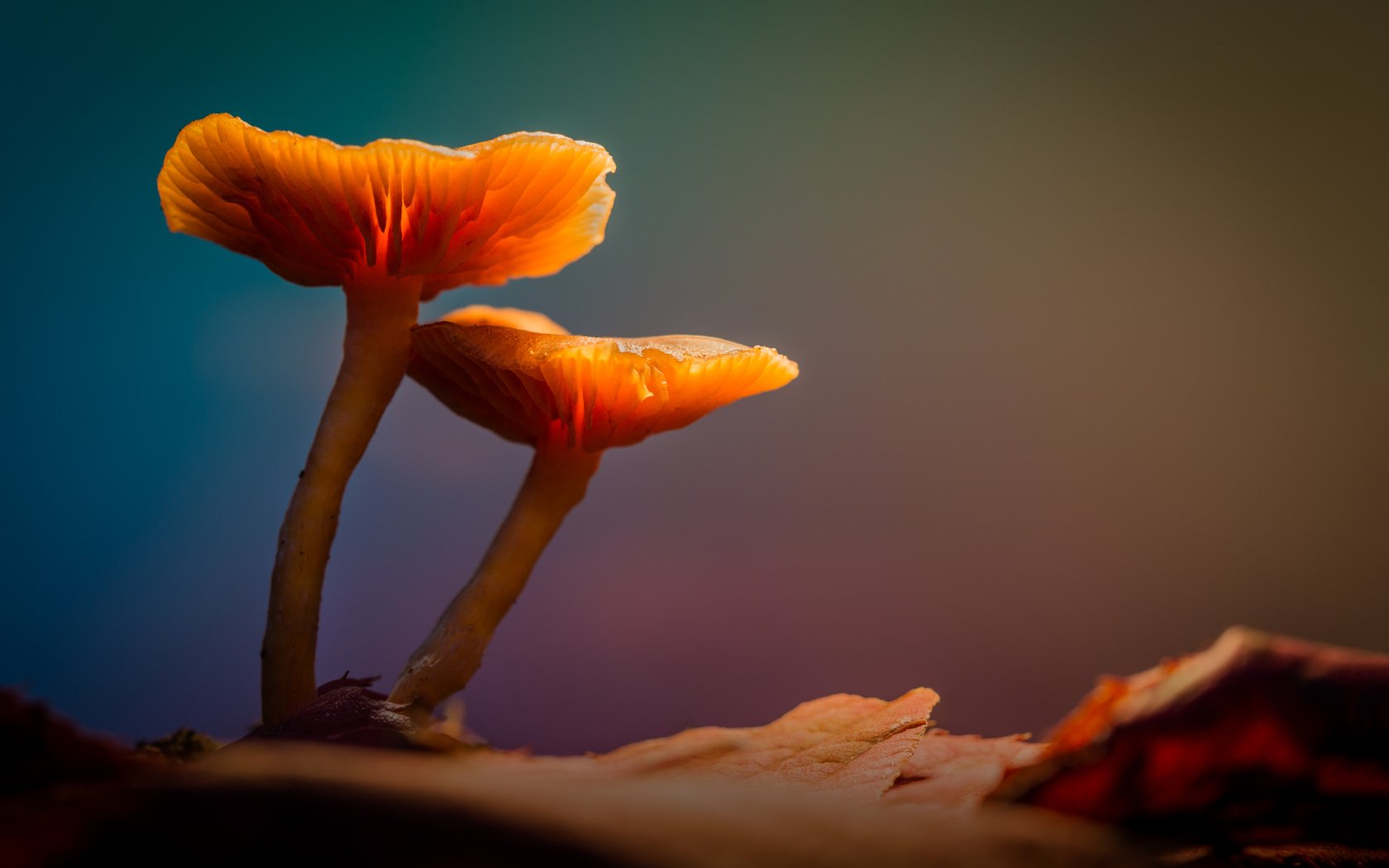 Обои свет, лес, грибы, гриб, подсветка, sophiaspurgin, лесные грибы, light, forest, mushrooms, mushroom, backlight, forest mushrooms разрешение 5760x3840 Загрузить