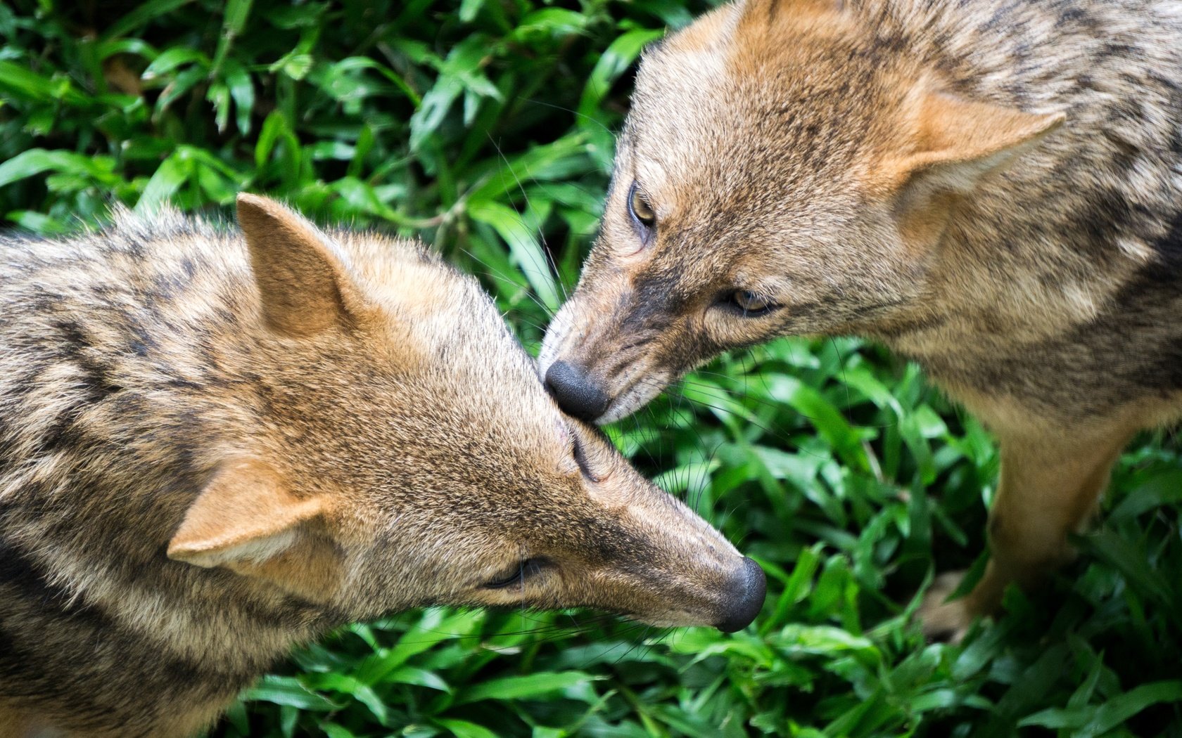 Обои трава, природа, хищник, волки, волк, grass, nature, predator, wolves, wolf разрешение 6000x4000 Загрузить