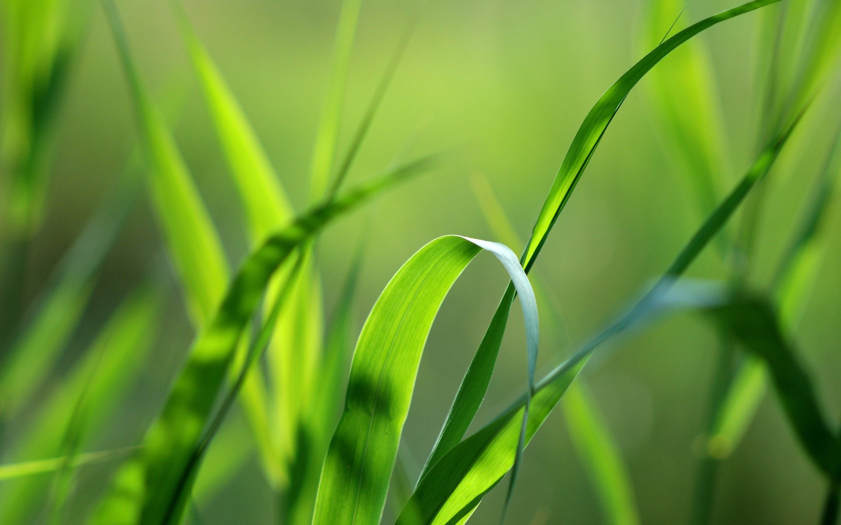 Обои трава, природа, зелень, макро, фон, травинка, grass, nature, greens, macro, background, a blade of grass разрешение 2560x1600 Загрузить