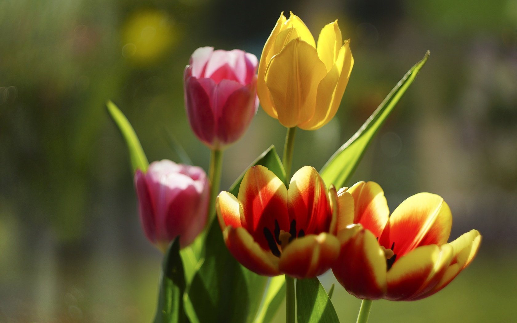 Обои цветы, бутоны, лепестки, тюльпаны, боке, flowers, buds, petals, tulips, bokeh разрешение 1983x1363 Загрузить