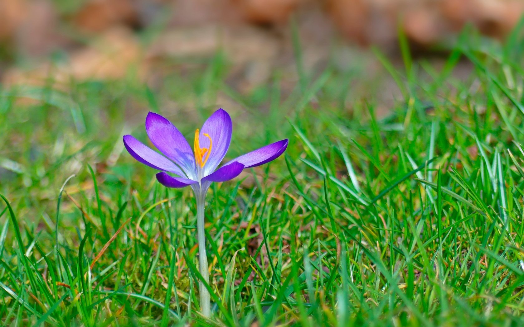 Обои трава, цветок, весна, крокус, grass, flower, spring, krokus разрешение 2880x1819 Загрузить