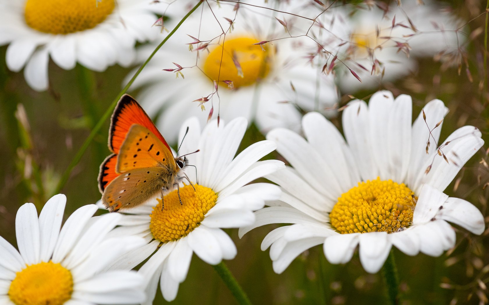 Скачать обои цветы, насекомое, бабочка, ромашки, flowers разрешение  1680x1050 #138485