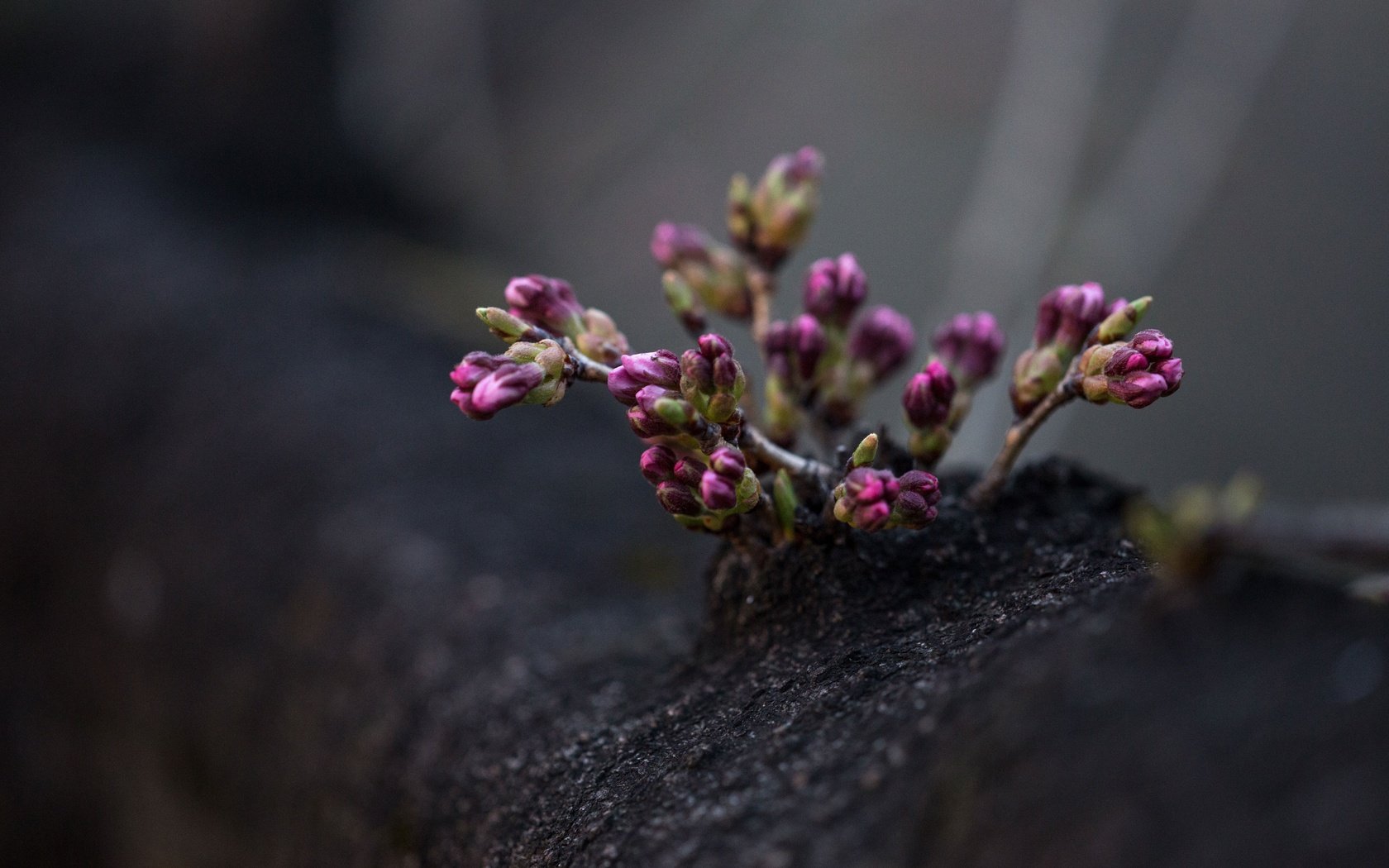 Обои цветы, дерево, цветение, весна, фиолетовые, flowers, tree, flowering, spring, purple разрешение 3840x2560 Загрузить