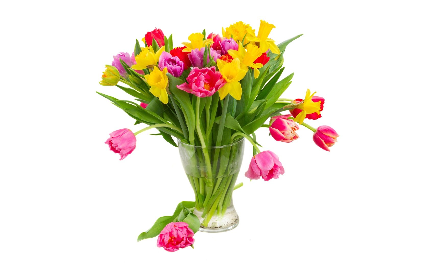 Обои цветы, нарциссы, вода, желтые, разноцветные, фиолетовые, красные, тюльпаны, розовые, белый фон, ваза, flowers, daffodils, water, yellow, colorful, purple, red, tulips, pink, white background, vase разрешение 6400x4000 Загрузить