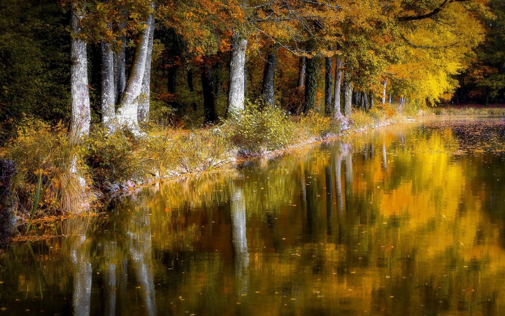 Обои деревья, отражение, листва, осень, пруд, trees, reflection, foliage, autumn, pond разрешение 1999x1223 Загрузить