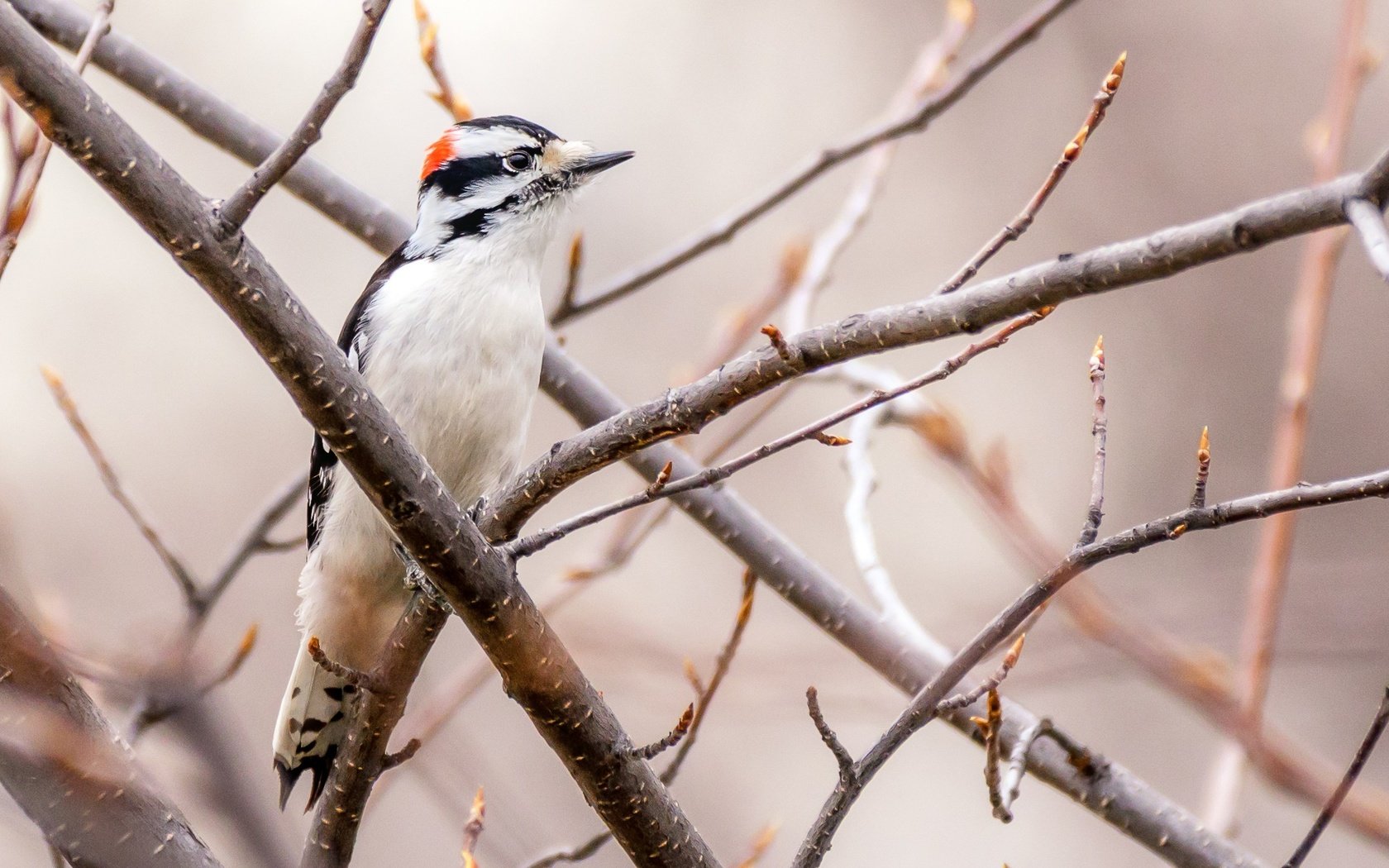 Обои дерево, ветки, птица, клюв, перья, дятел, tree, branches, bird, beak, feathers, woodpecker разрешение 2154x1436 Загрузить