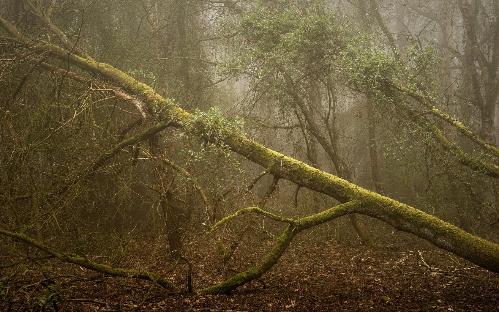 Обои деревья, дерево, лес, ветки, мох, trees, tree, forest, branches, moss разрешение 2048x1367 Загрузить