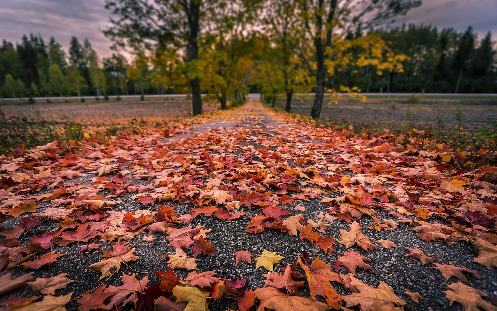 Обои дорога, деревья, природа, листья, осень, road, trees, nature, leaves, autumn разрешение 2048x1365 Загрузить