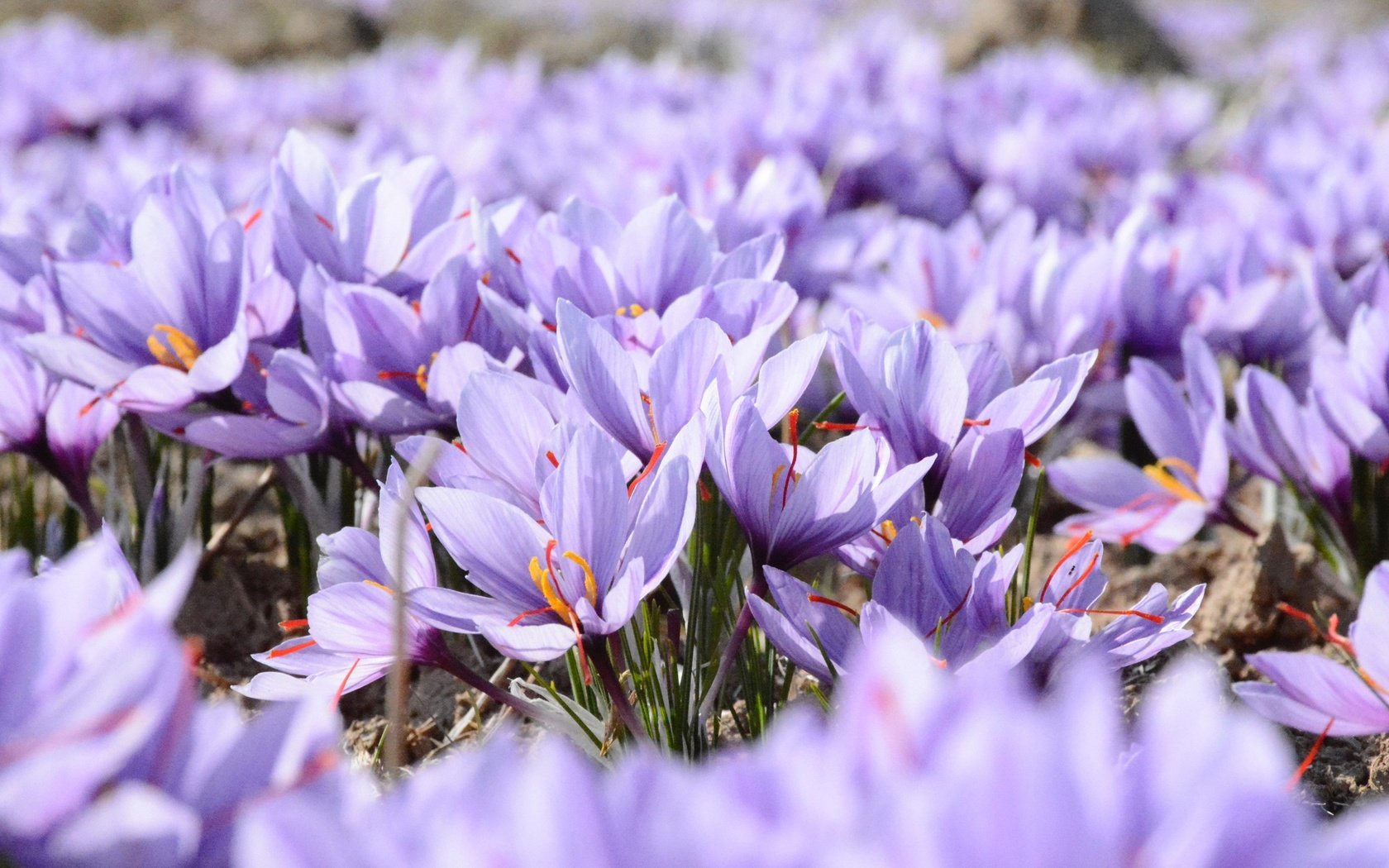 Обои цветы, поле, весна, фиолетовые, крокусы, шафран, flowers, field, spring, purple, crocuses, saffron разрешение 2480x1653 Загрузить