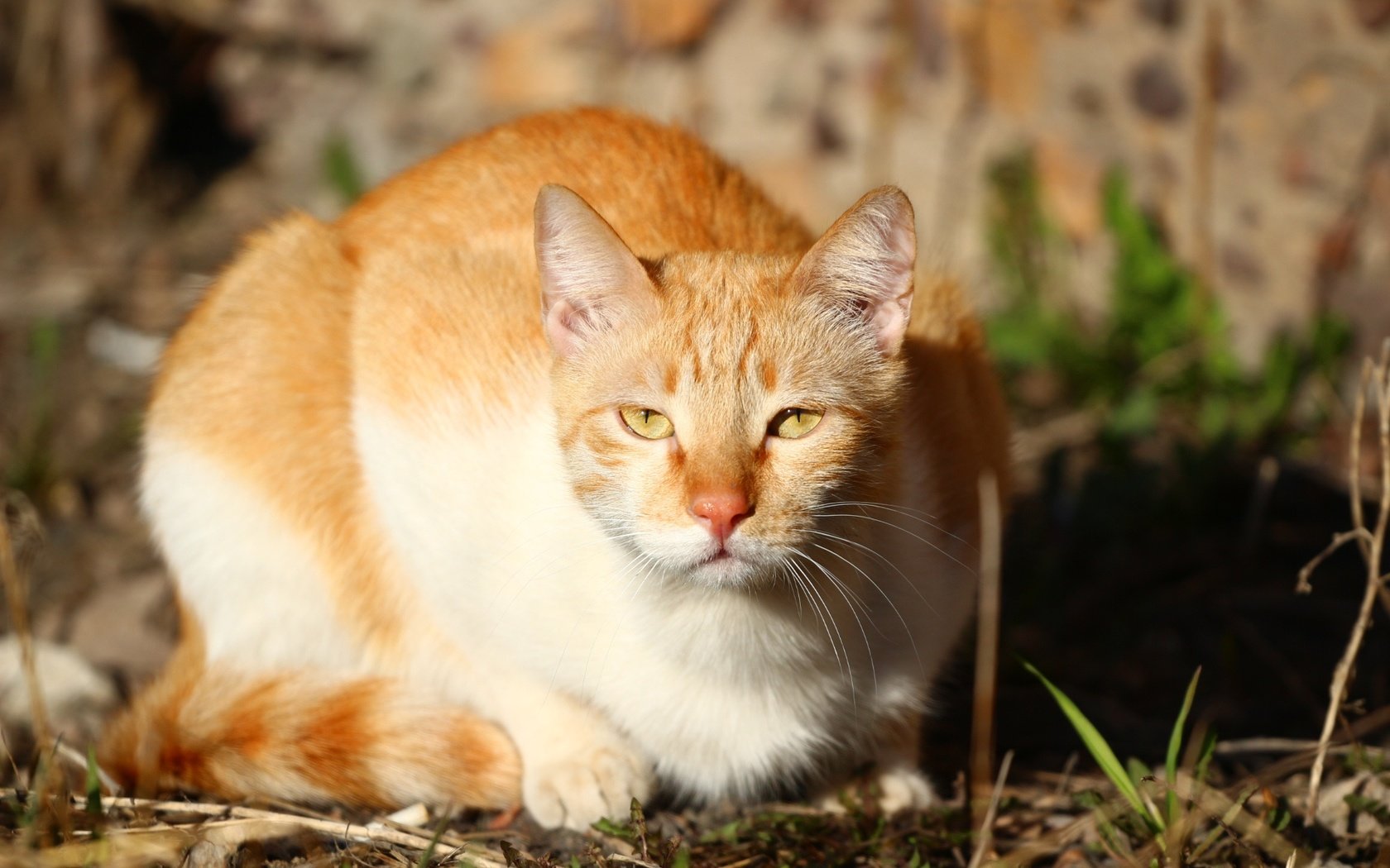 Обои глаза, кот, мордочка, усы, взгляд, вгляд, eyes, cat, muzzle, mustache, look, peer разрешение 1920x1280 Загрузить