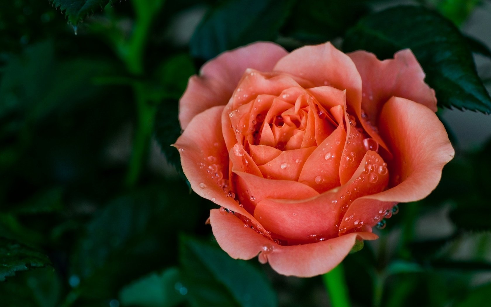 Обои макро, капли, роза, лепестки, красная, бутон, macro, drops, rose, petals, red, bud разрешение 2048x1360 Загрузить