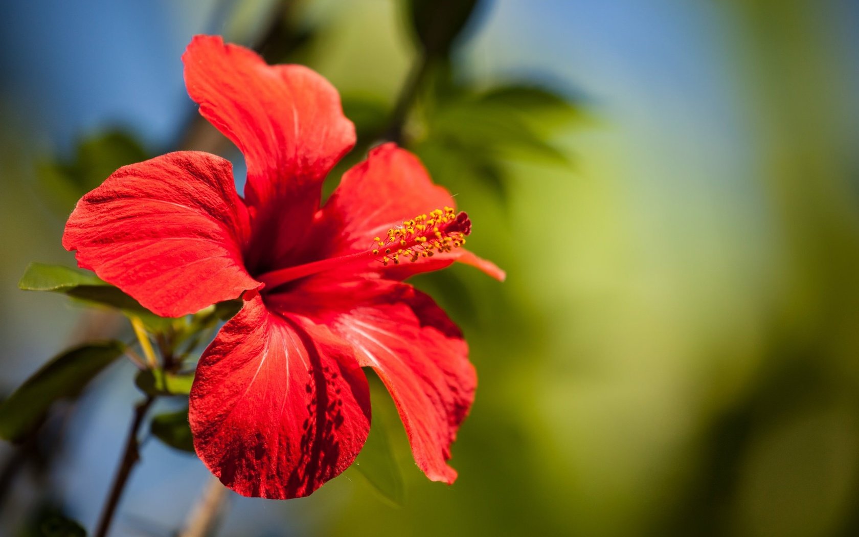 Обои макро, цветок, лепестки, боке, гибискус, macro, flower, petals, bokeh, hibiscus разрешение 2048x1365 Загрузить