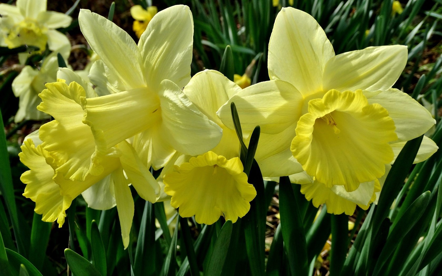 Обои цветы, макро, лепестки, нарциссы, желтые, flowers, macro, petals, daffodils, yellow разрешение 2048x1536 Загрузить