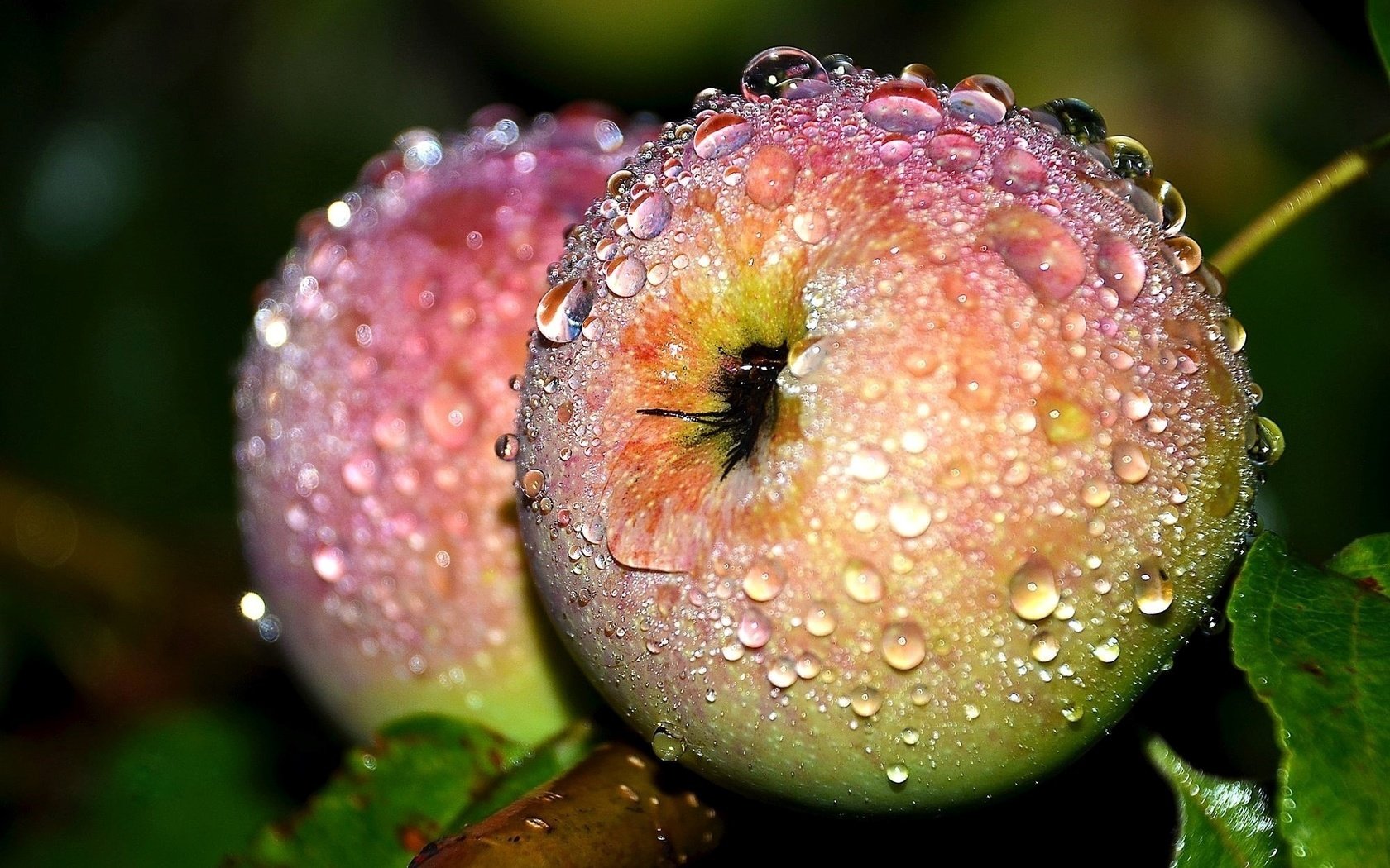 яблоко трава роса капли Apple grass Rosa drops бесплатно