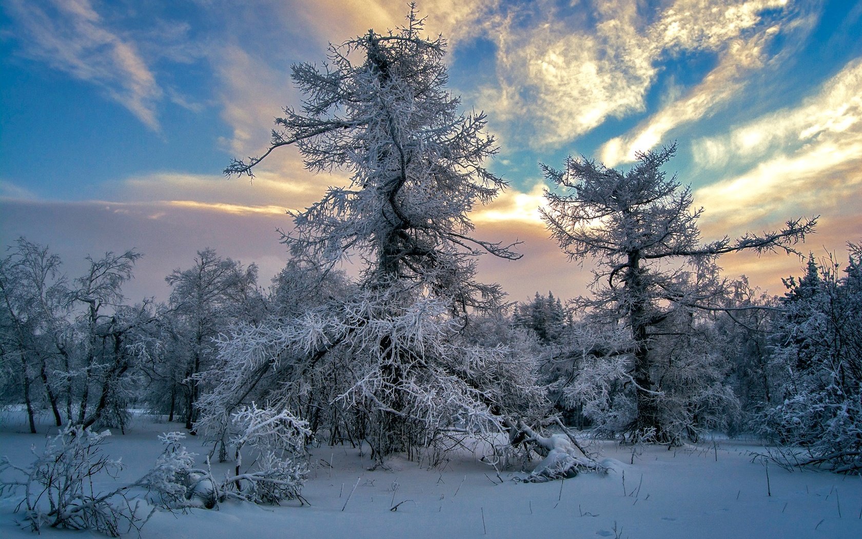 Обои небо, облака, деревья, снег, зима, the sky, clouds, trees, snow, winter разрешение 1920x1280 Загрузить