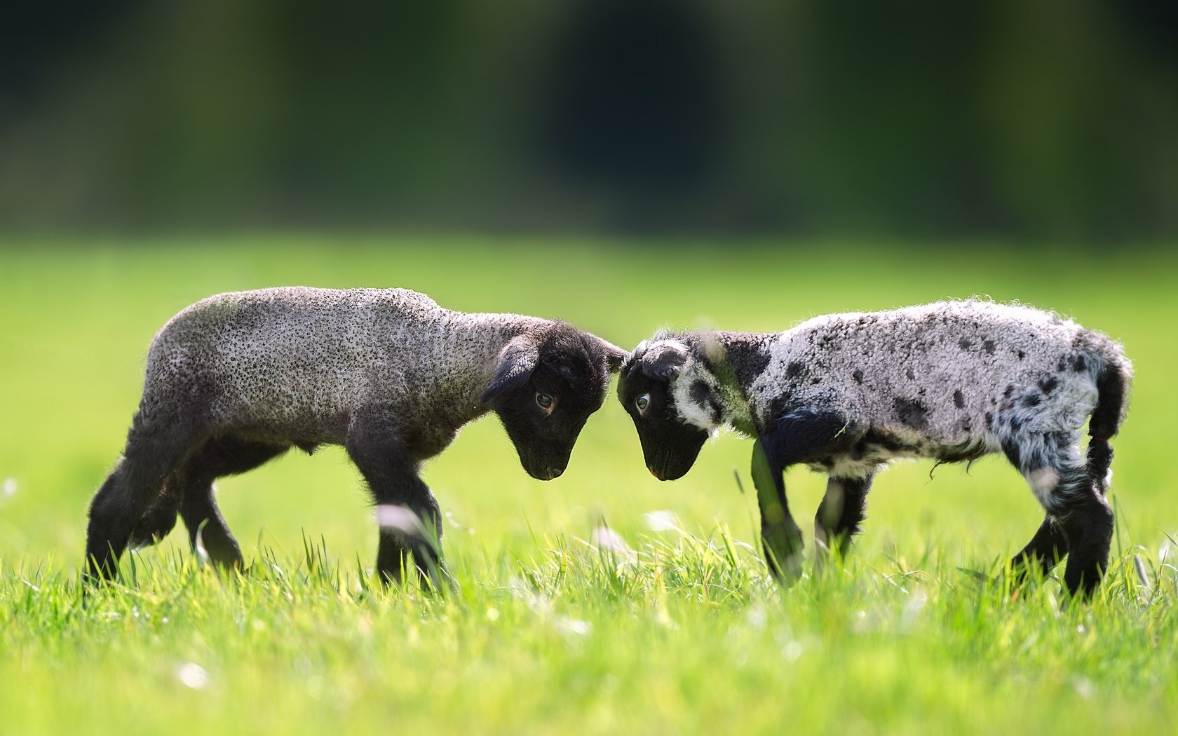 Обои трава, пара, лужайка, баран, овца, барашки, grass, pair, lawn, ram, sheep, lambs разрешение 2048x1365 Загрузить