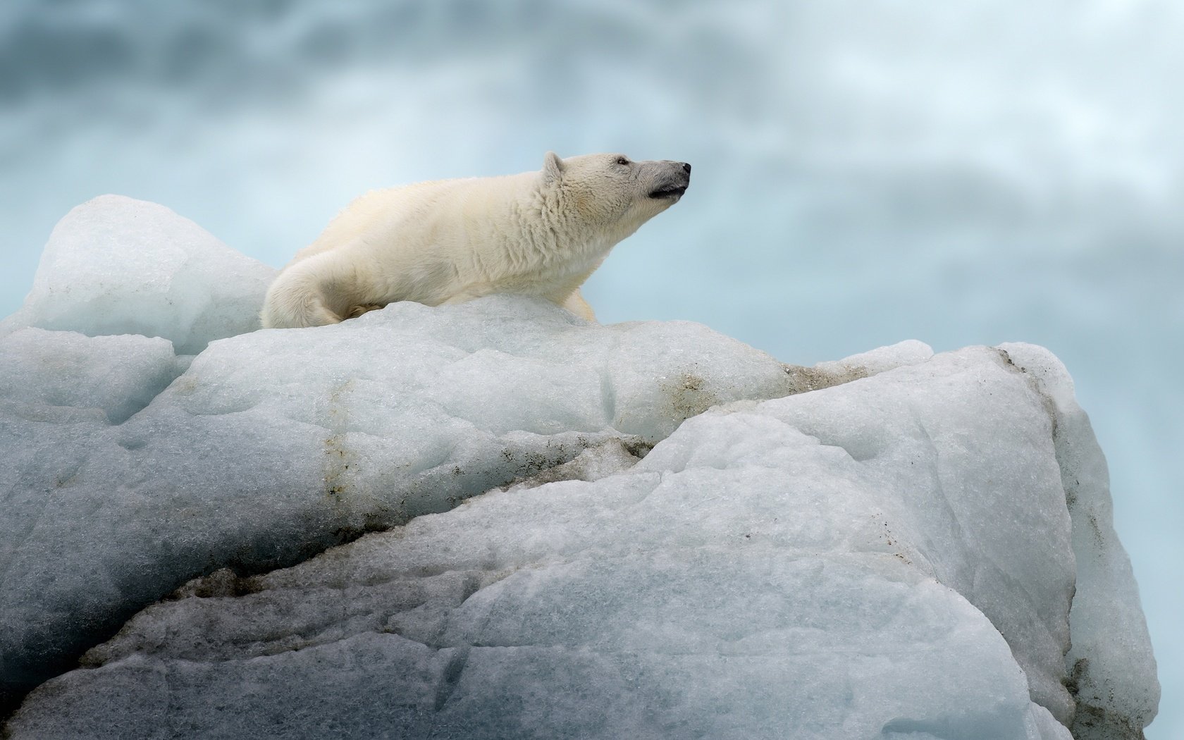 Обои полярный медведь, медведь, айсберг, белый медведь, льдина, polar bear, bear, iceberg, floe разрешение 3600x3000 Загрузить