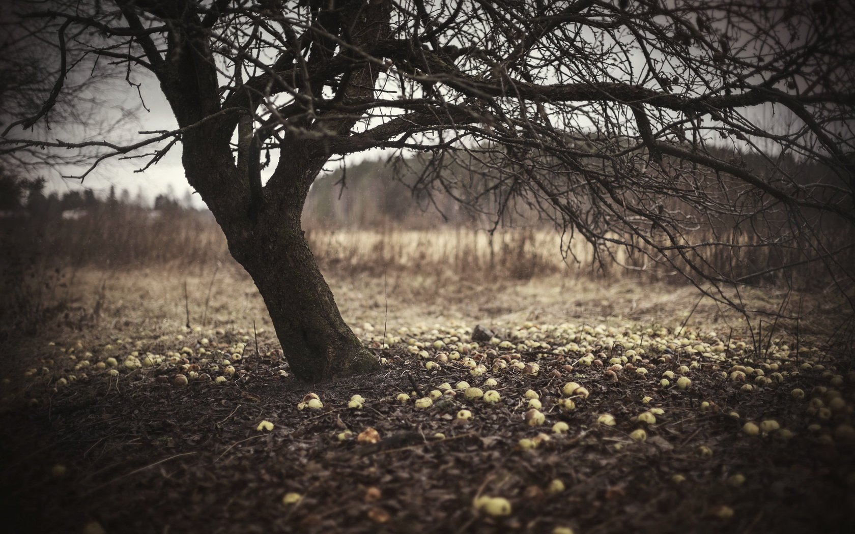 Обои природа, дерево, ветки, яблоки, ствол, яблоня, сухие листья, nature, tree, branches, apples, trunk, apple, dry leaves разрешение 2048x1365 Загрузить